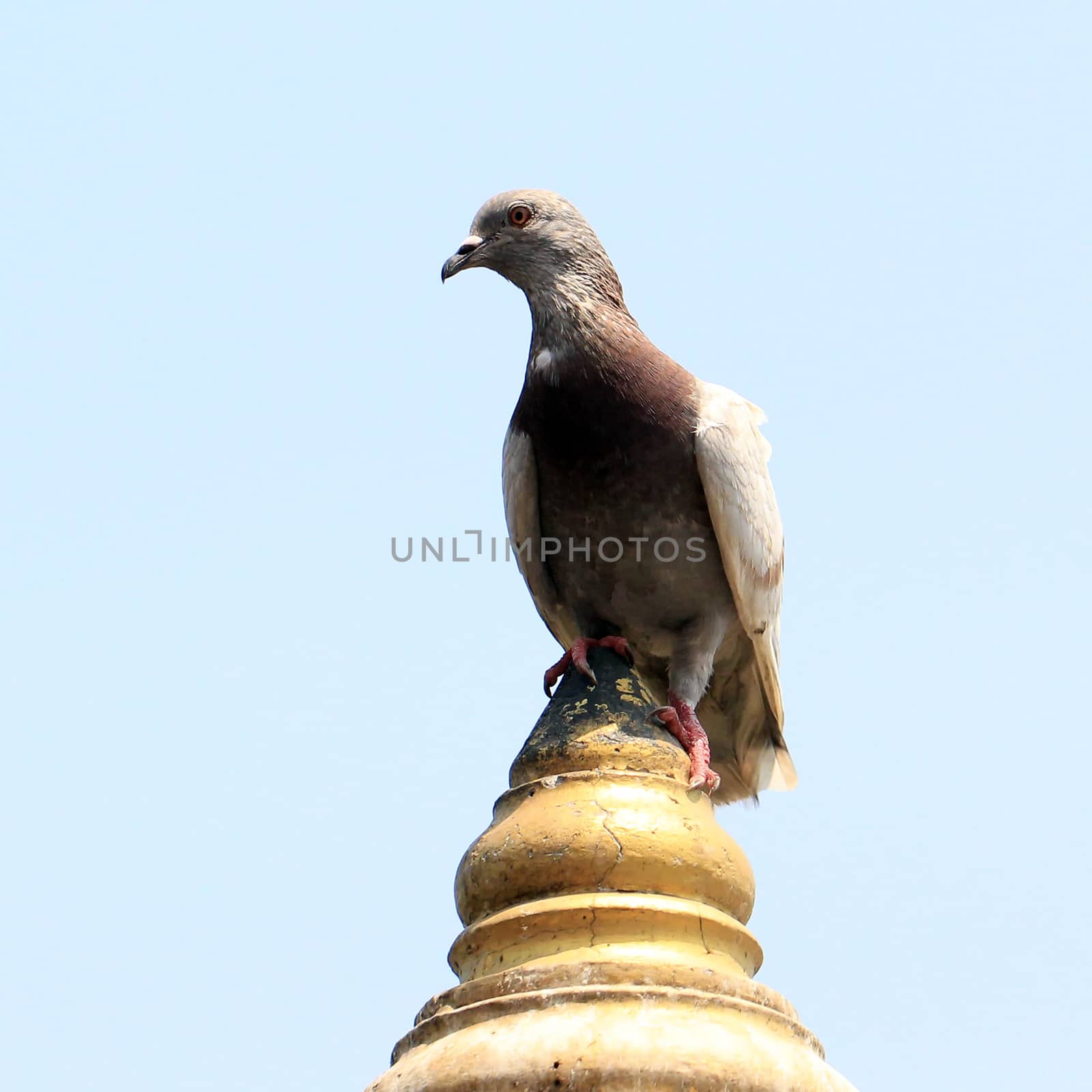 dove sitting on a pole with sky background