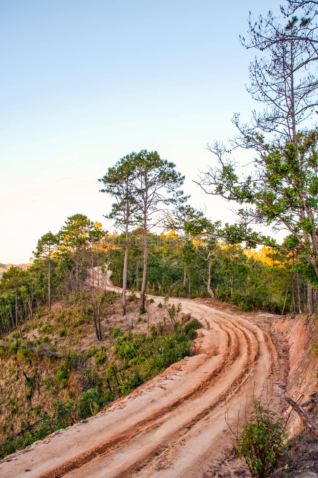 Forest Road in Chiang Mai Thailand.