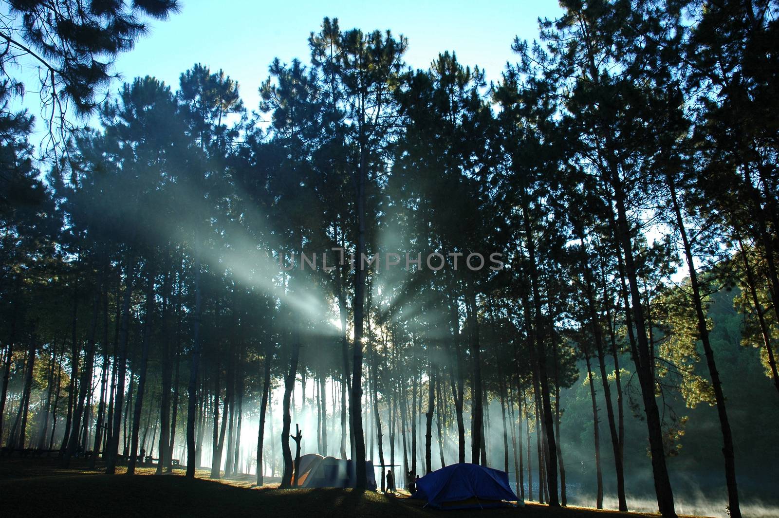 Sunlight shining through the pines at Pang Ung ,Maehongson,Thailand.