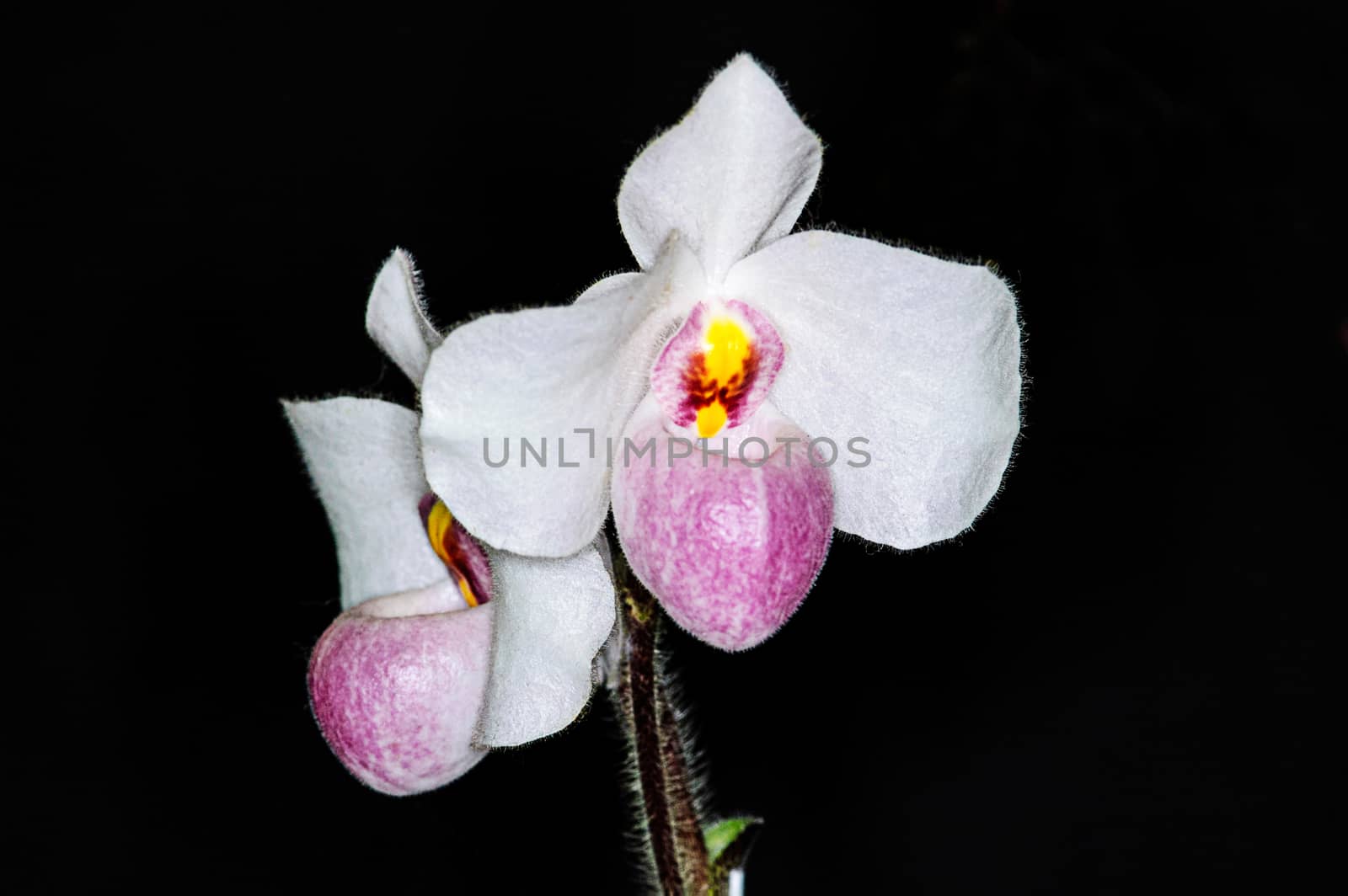 Beautiful paphiopedilum orchid flowers on black background