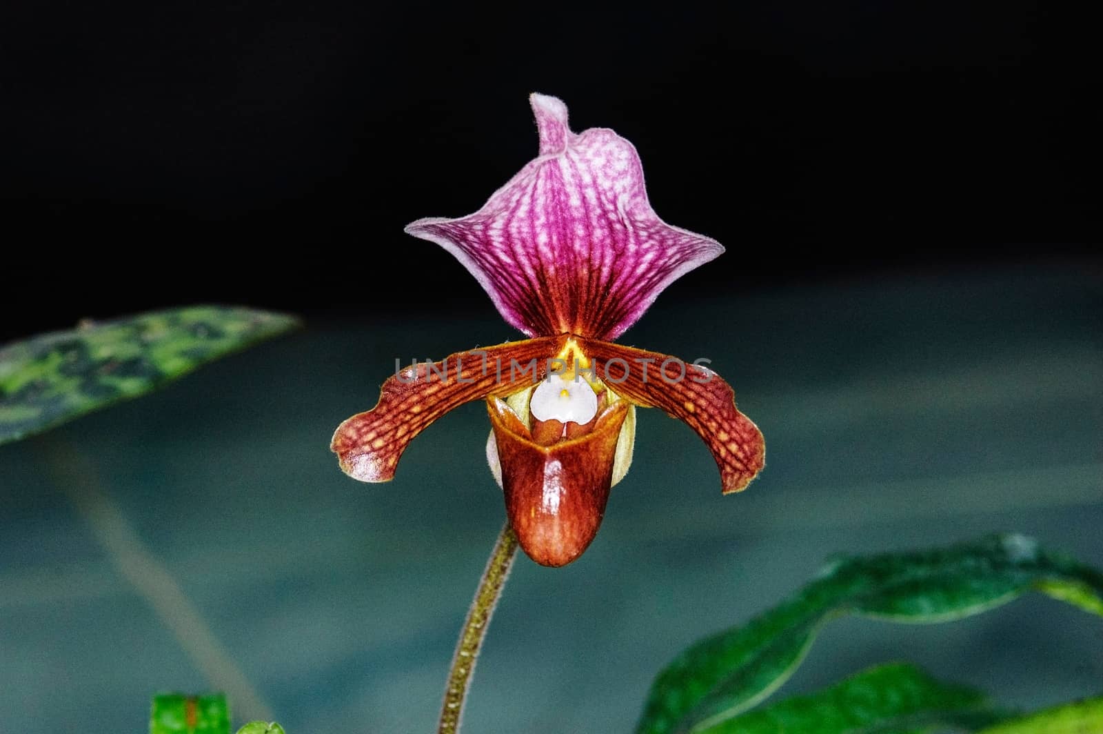 A beautiful paphiopedilum orchid flowers in garden