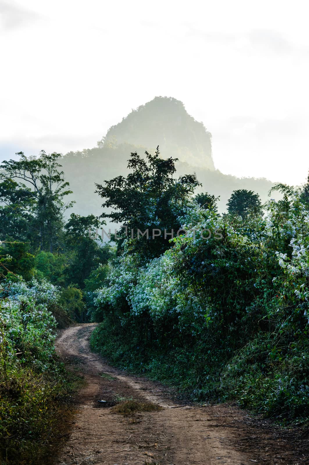 Rural road by NuwatPhoto