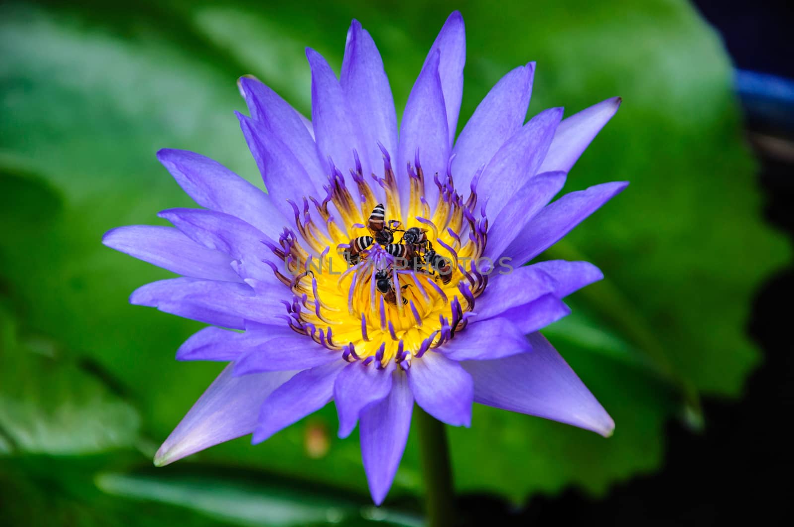 A beautiful purple waterlily with bee in thailand