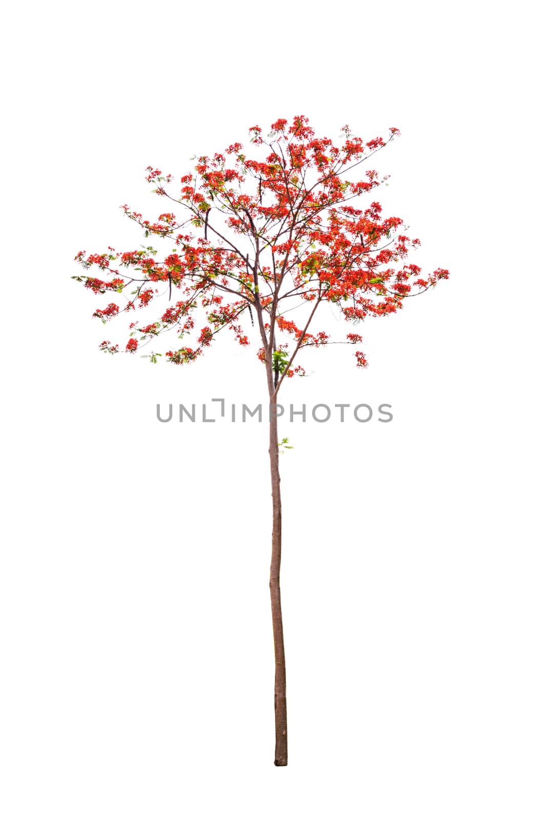 Peacock flowers tree Isolated on white background