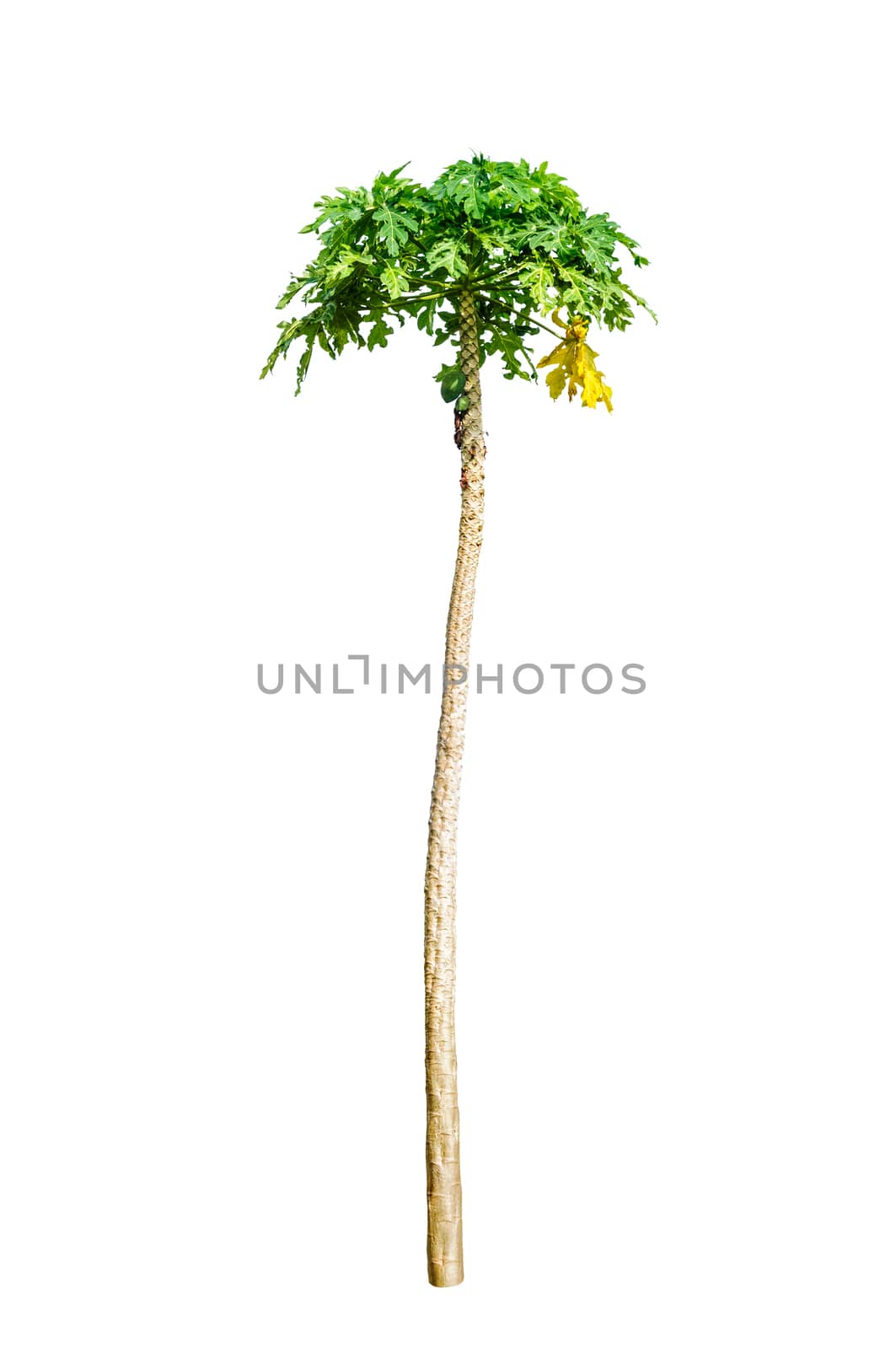 Papaya tree isolated by NuwatPhoto