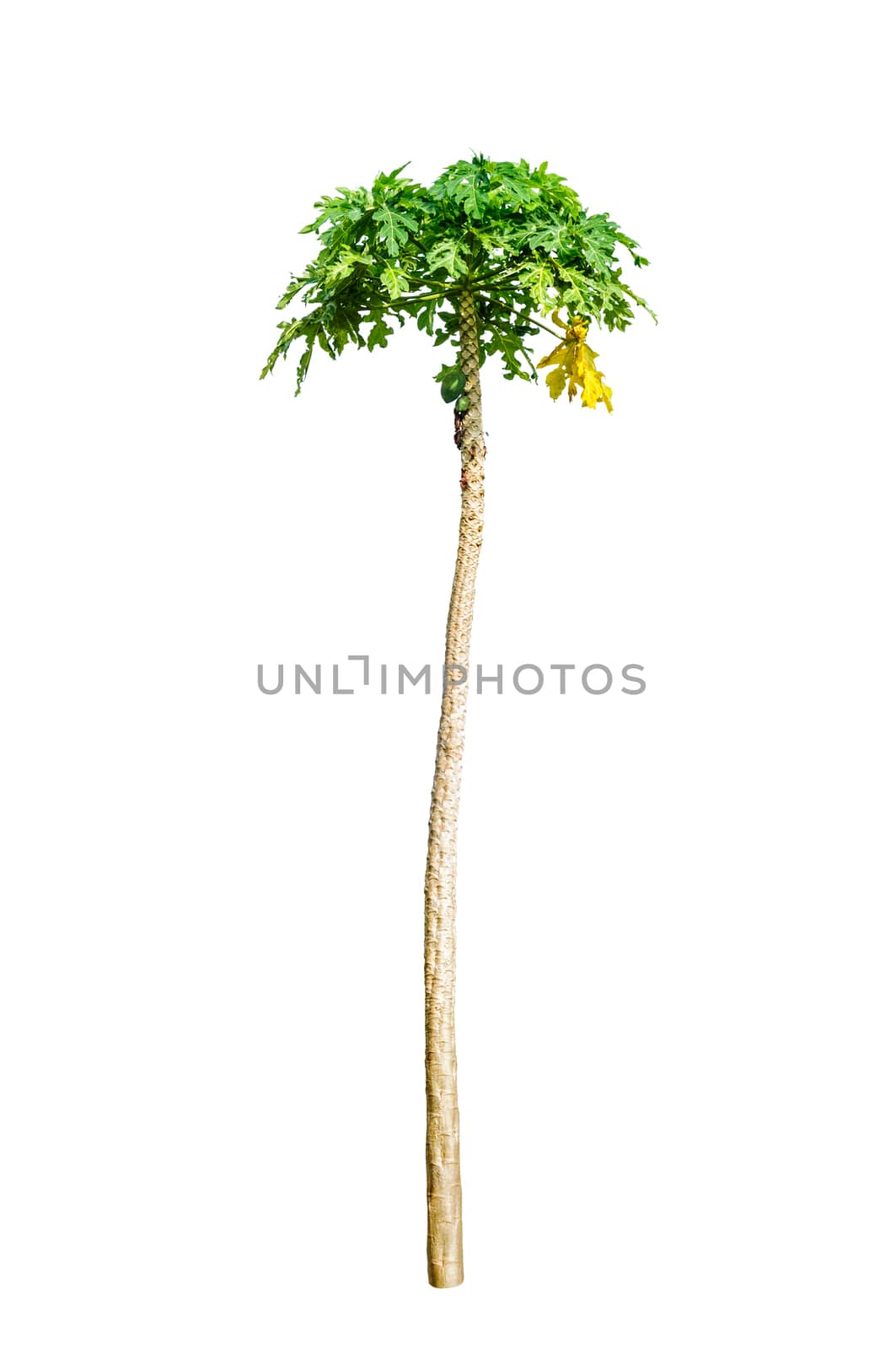 Papaya tree isolated on white background