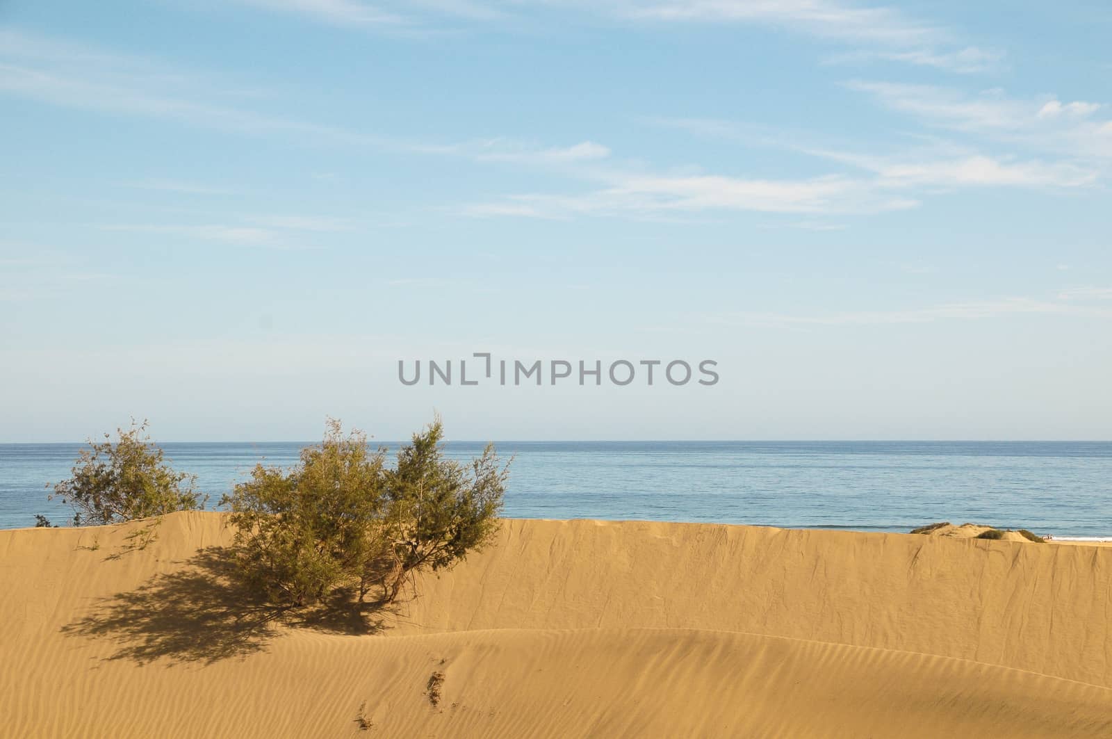 Sand Dune Desert by underworld