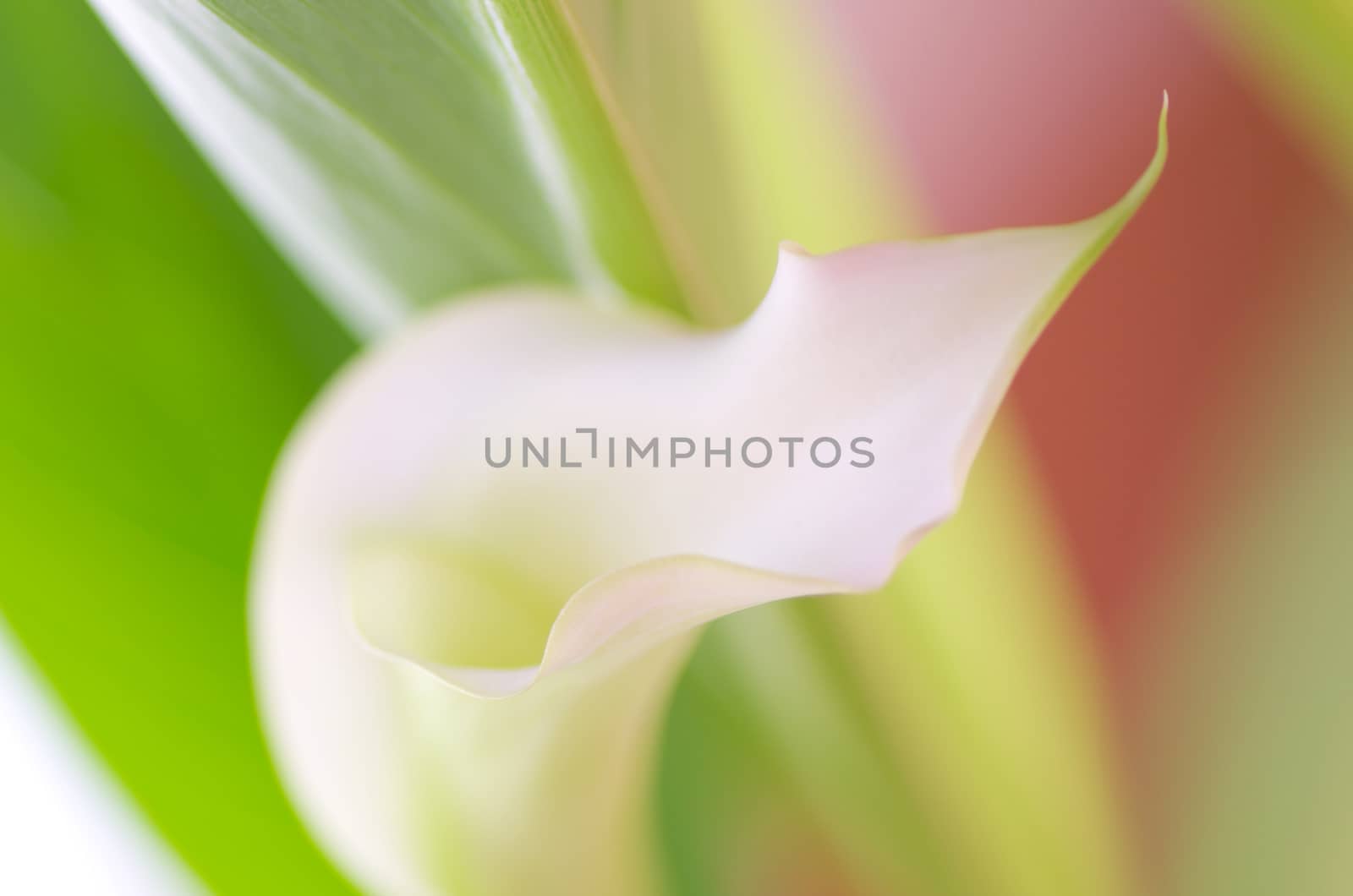 Beauty Pink Calla Lily Details closeup. Focus on Edge of Petals