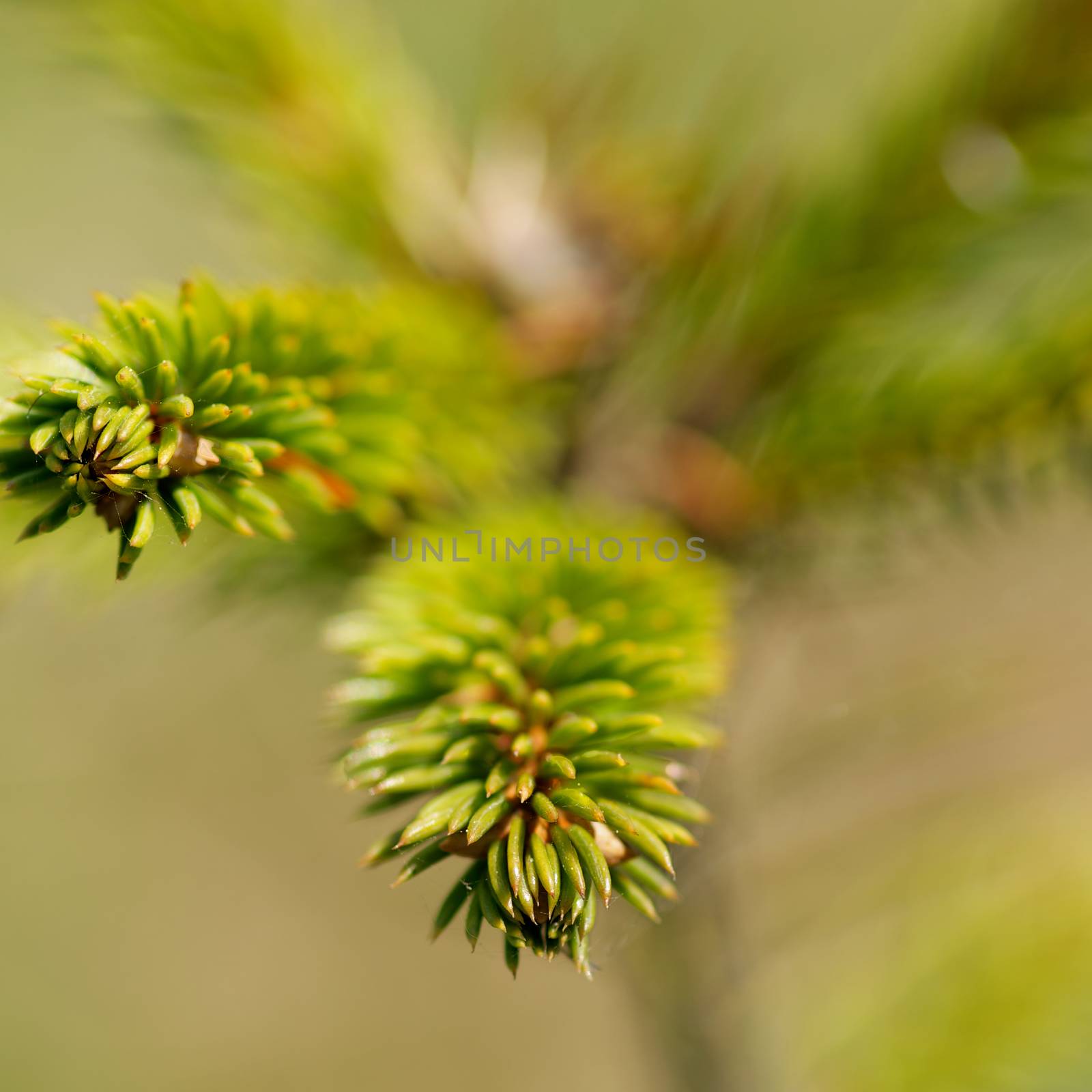 Young Pine Tree Branchlets closeup on Natural background. Selective Focus