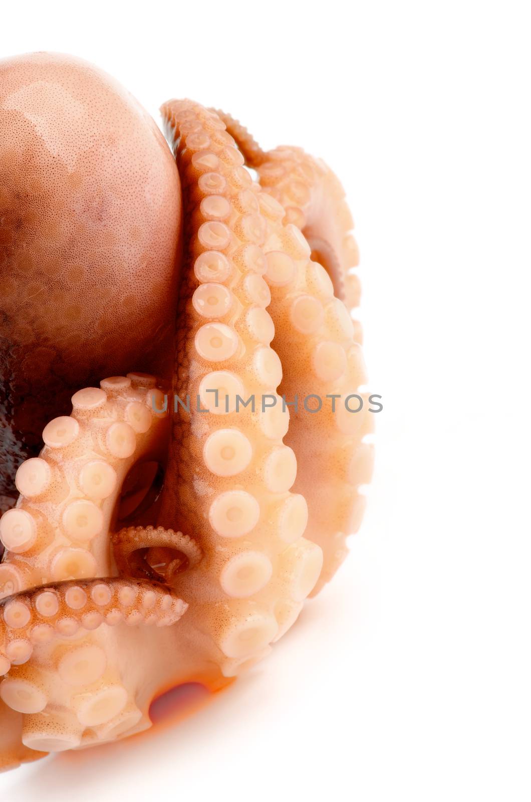Octopus Full Body and Tentacles Cross Section on white background