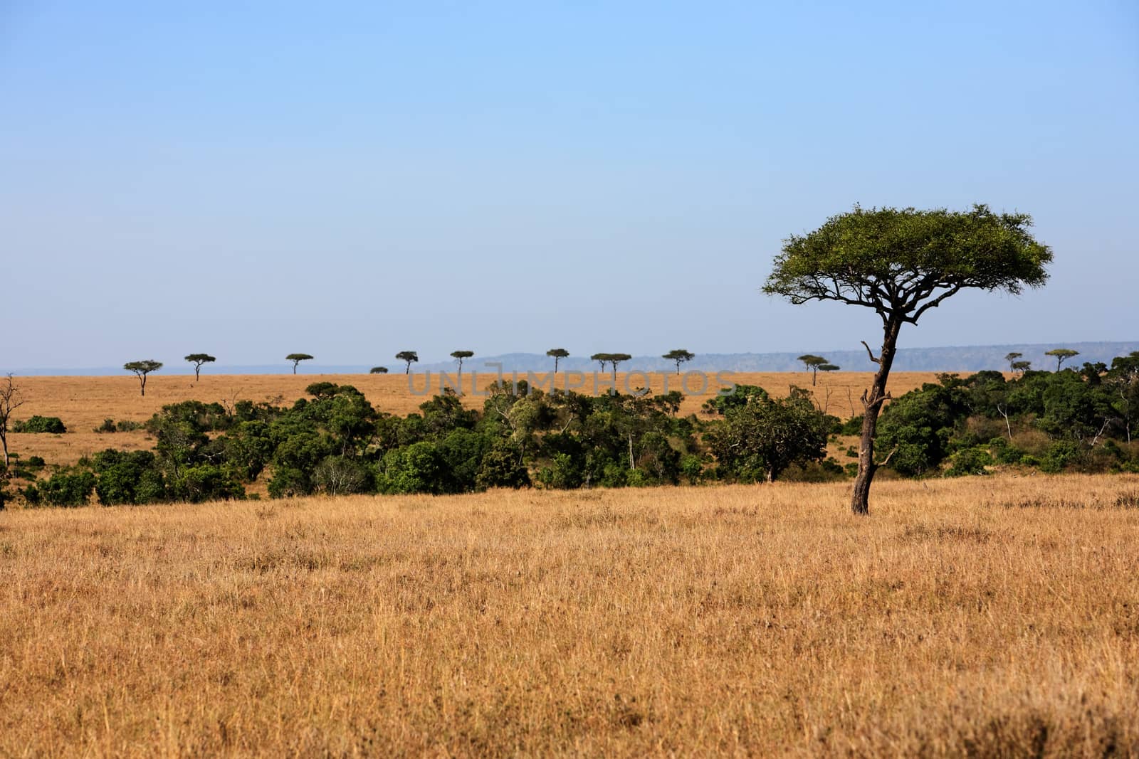 plains Masai Mara reserve Kenya Africa by PIXSTILL