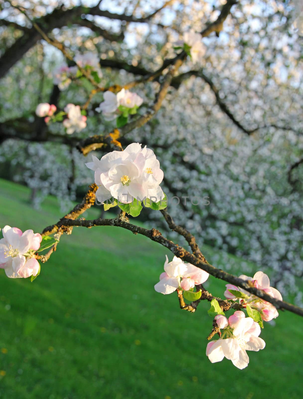 Apple blossoms in spring at sunset can use as background