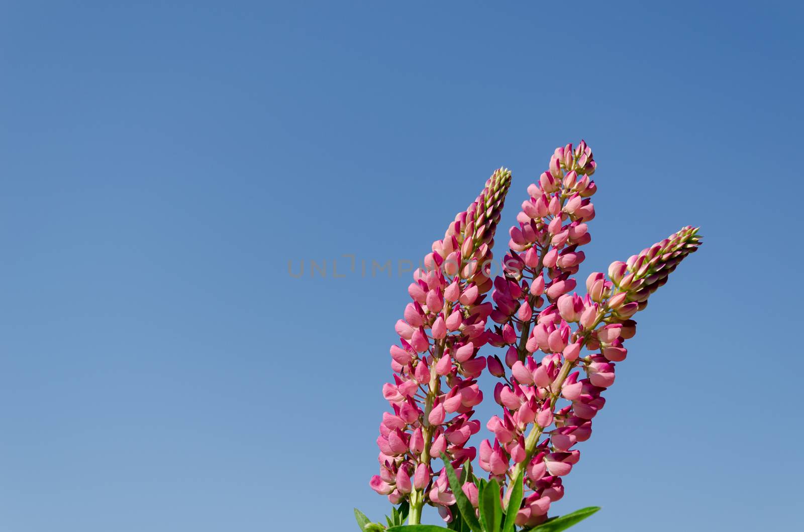 branches of young lupine on blue sky backround by sauletas