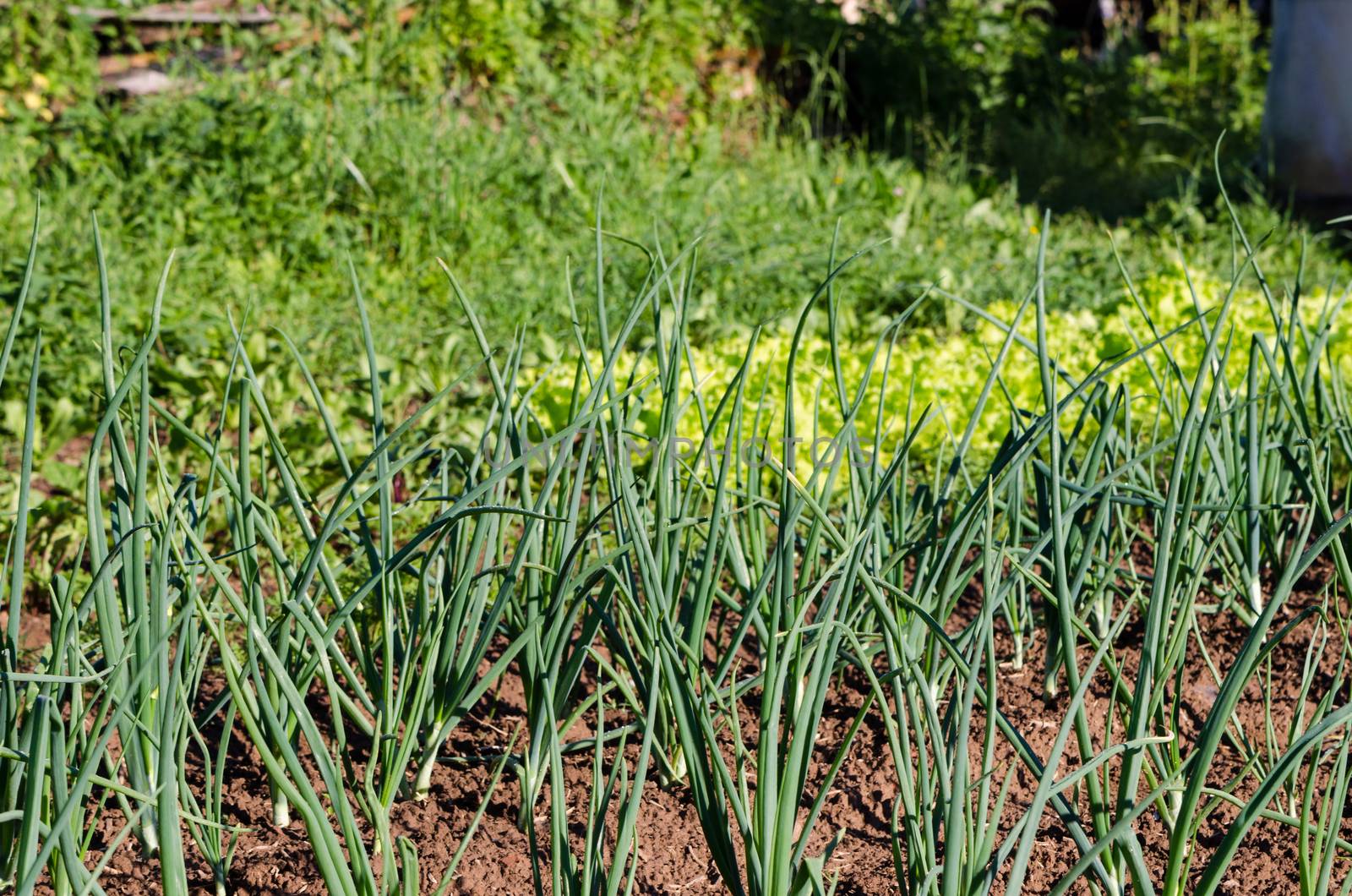 fresh green onion in summer vegetable garden by sauletas