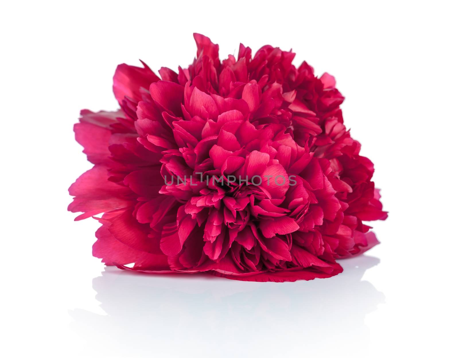 Peony flower on white background. Paeonia lactiflora