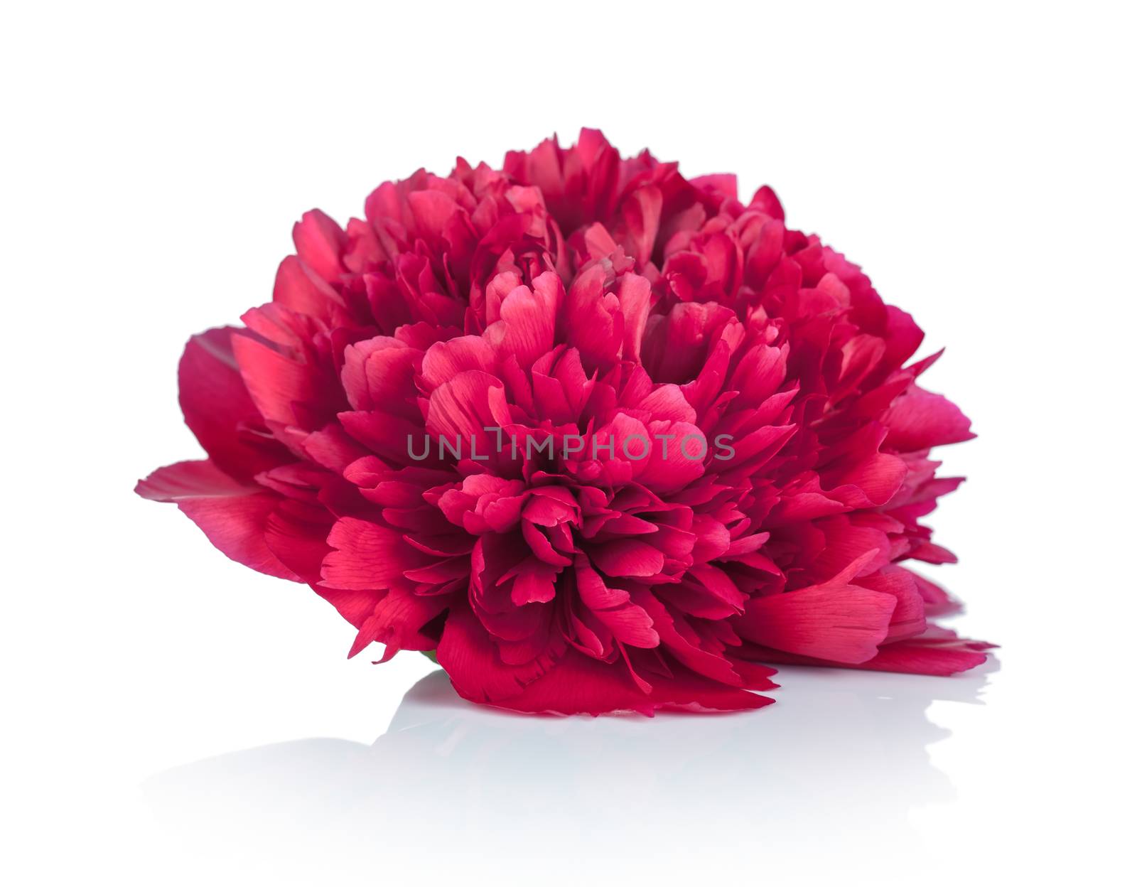 Peony flower on white background. Paeonia lactiflora