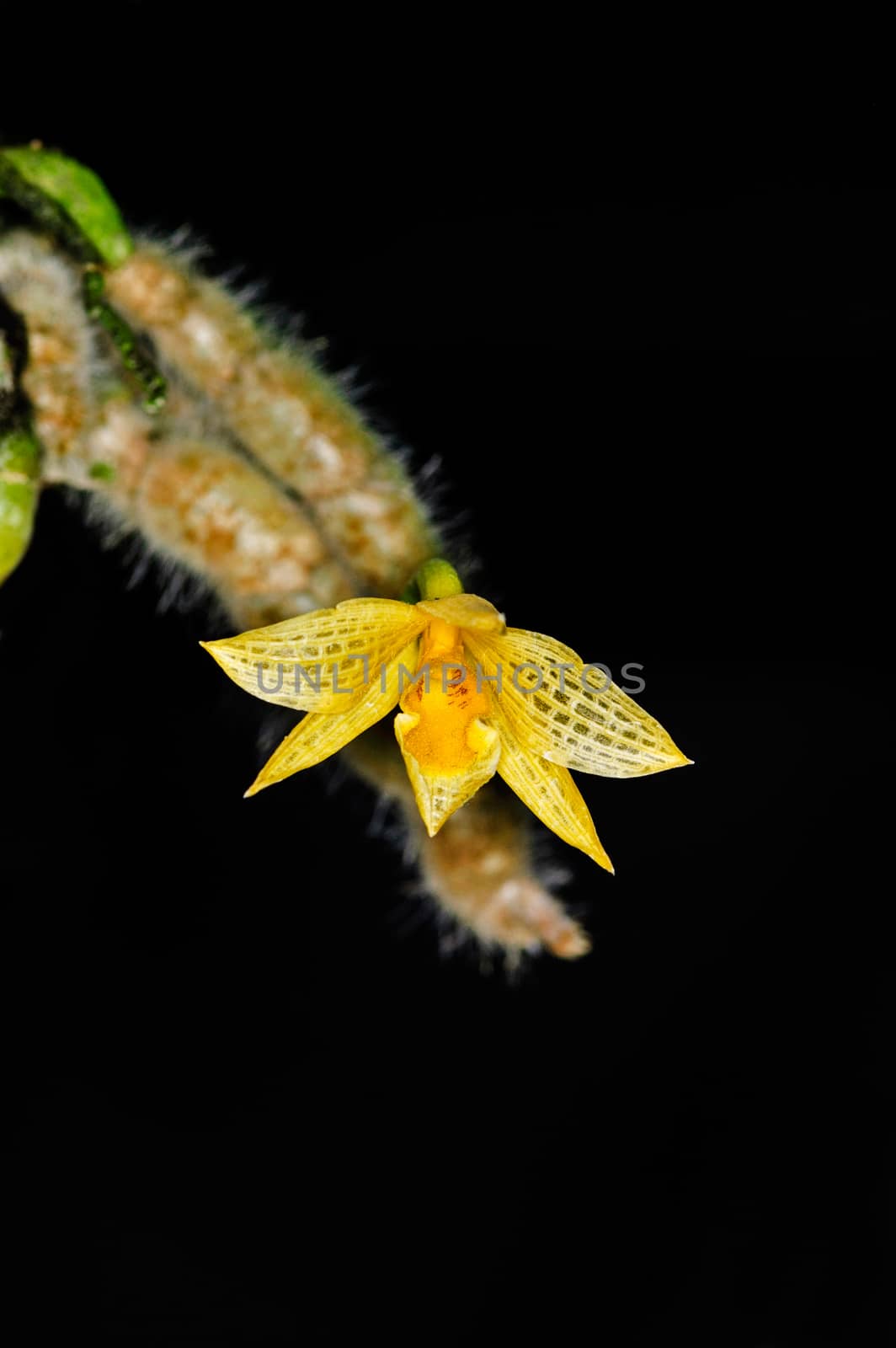 Beautiful orchid flowers on black background