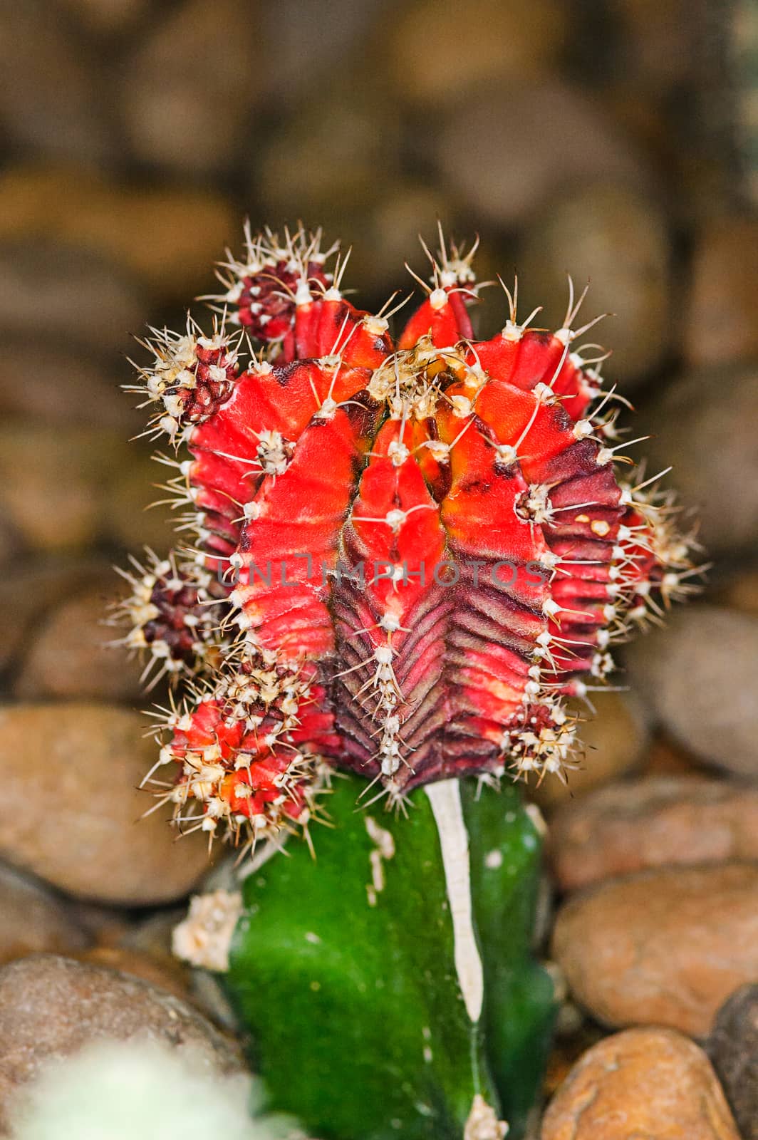 Cactus close-up by NuwatPhoto