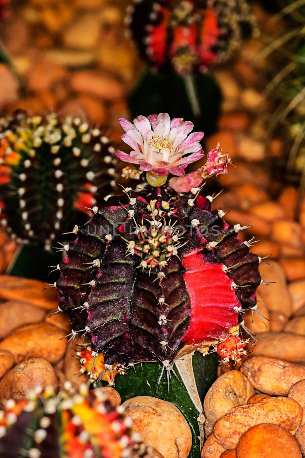 Blossom of a cactus background stone