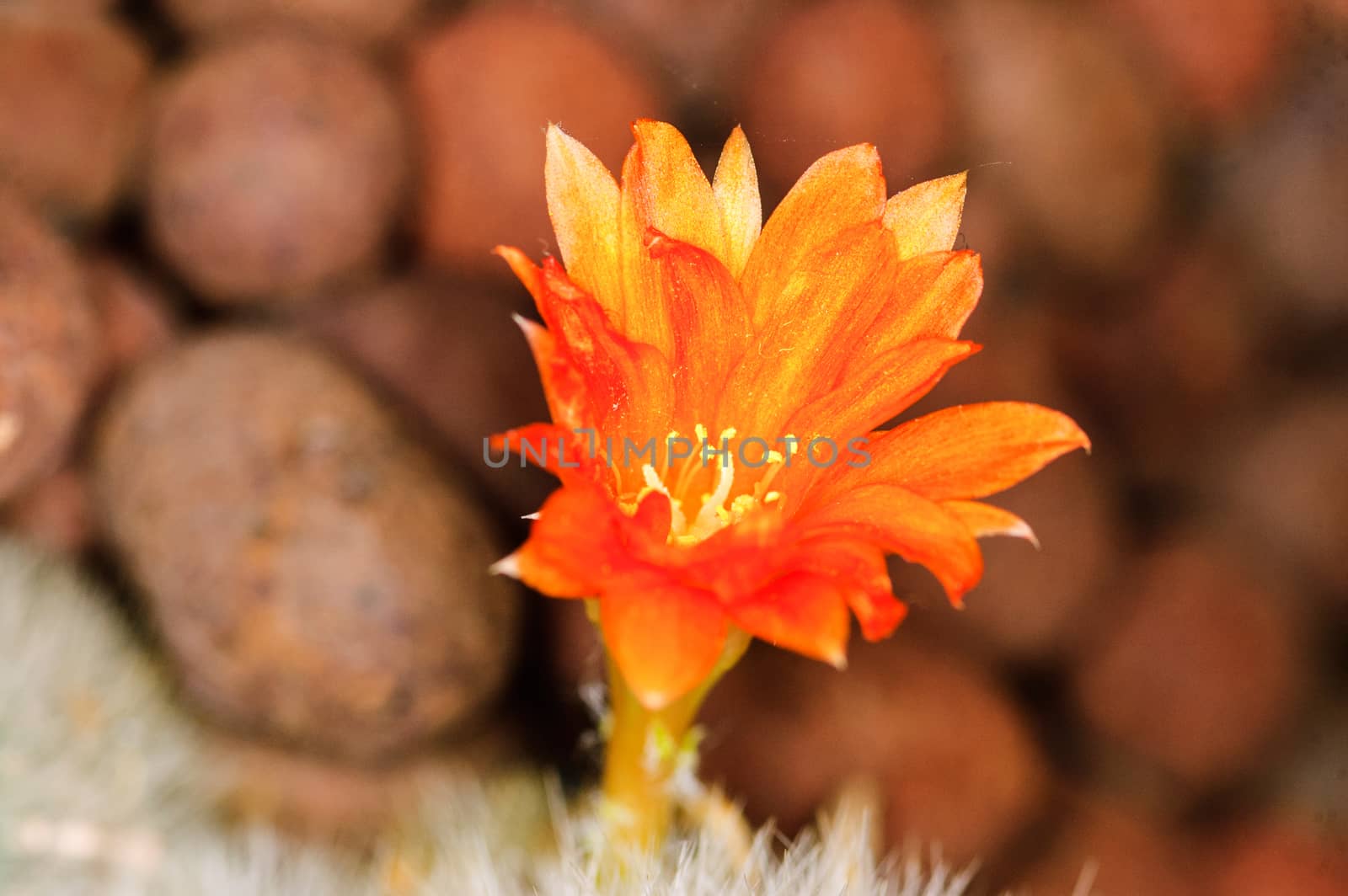 Blossom of a cactus  close-up shoot background stone