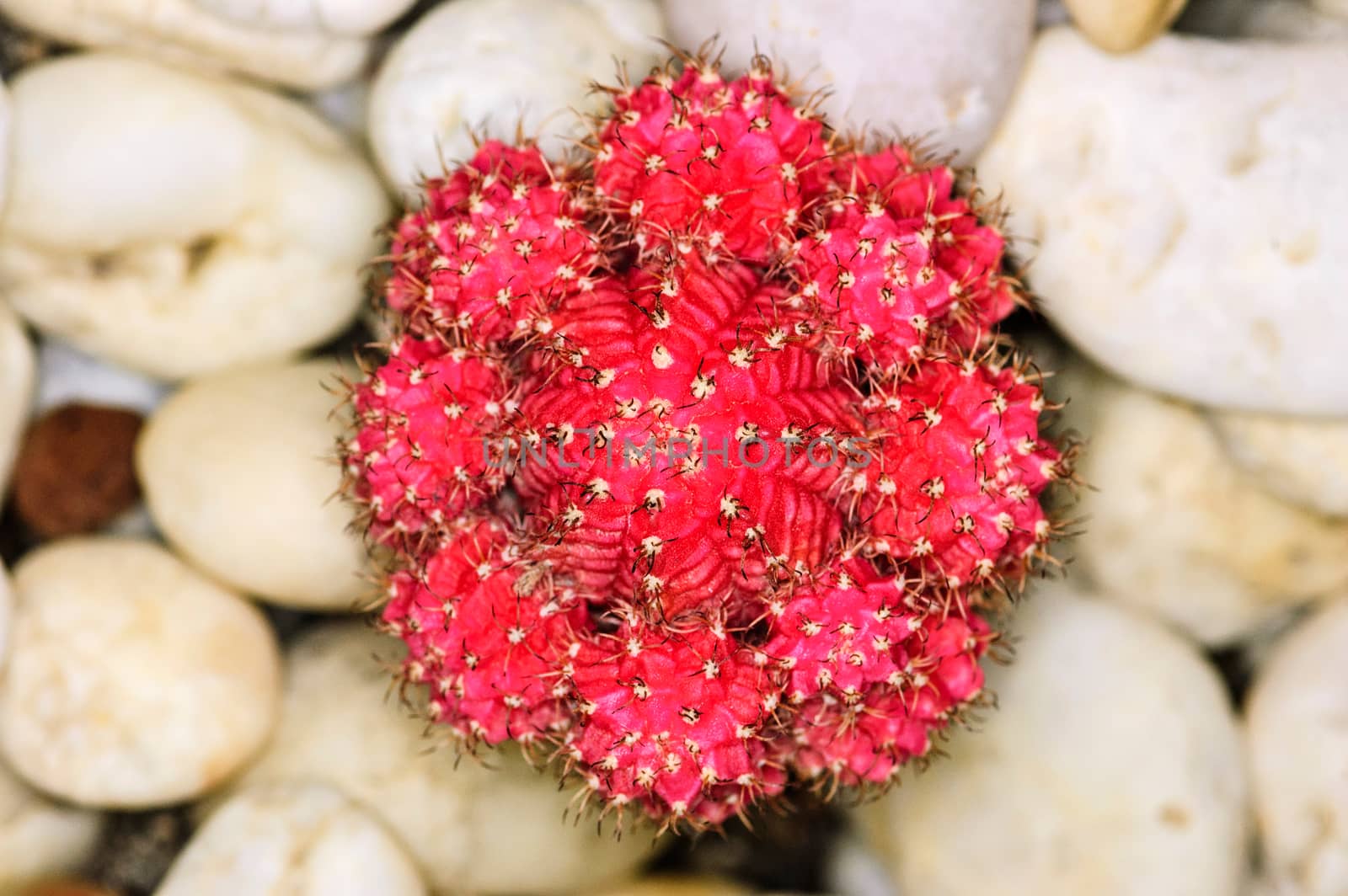 Cactus close-up shoot background stone