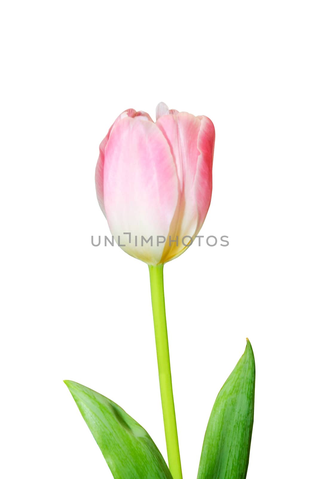 Pink tulip isolated  by NuwatPhoto