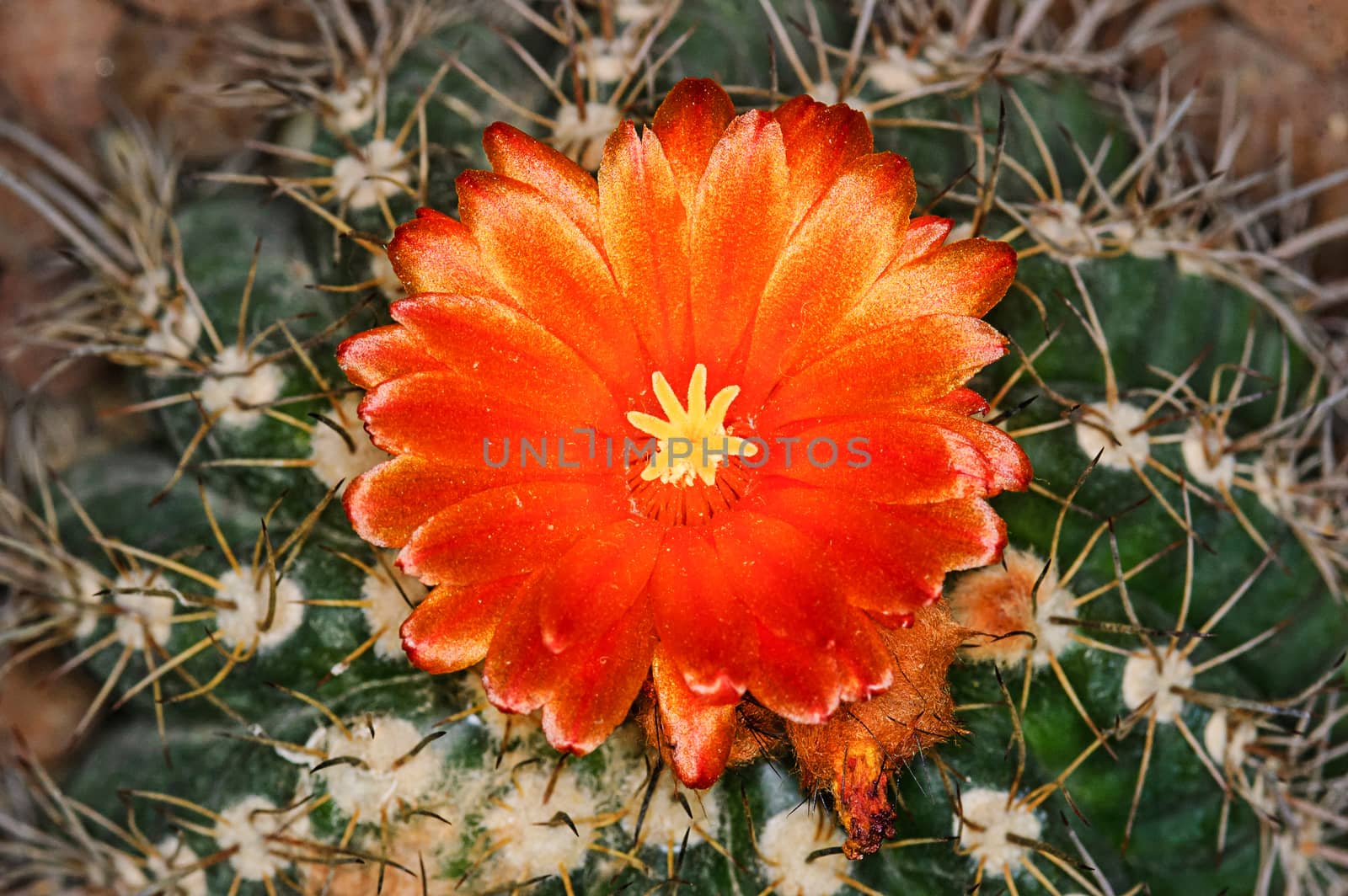Blossom of a cactus  by NuwatPhoto