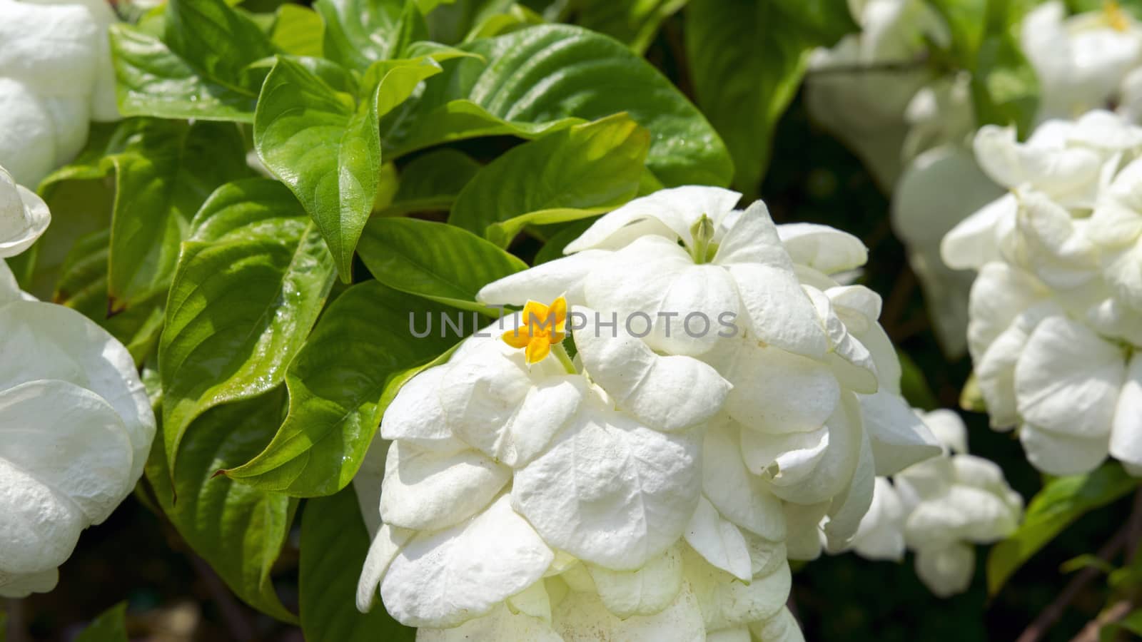 White Virgin Tree, Mussaenda Philippica in the Garden, Thailand.