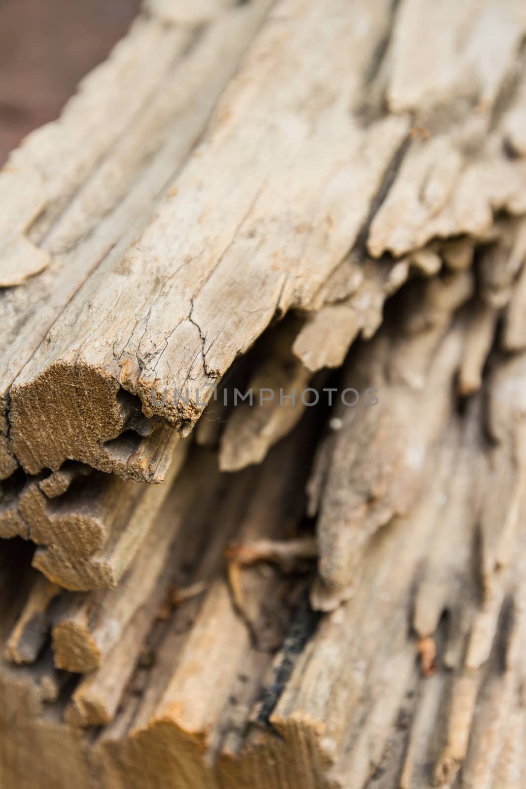 Close up view of cracked log wood