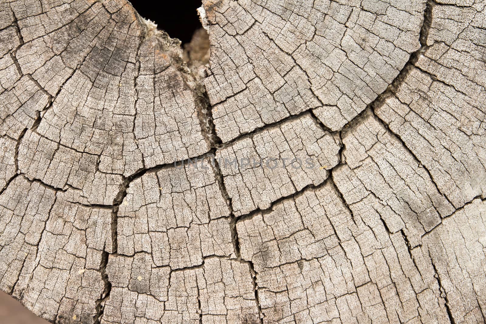 Wood texture of stump by kasinv