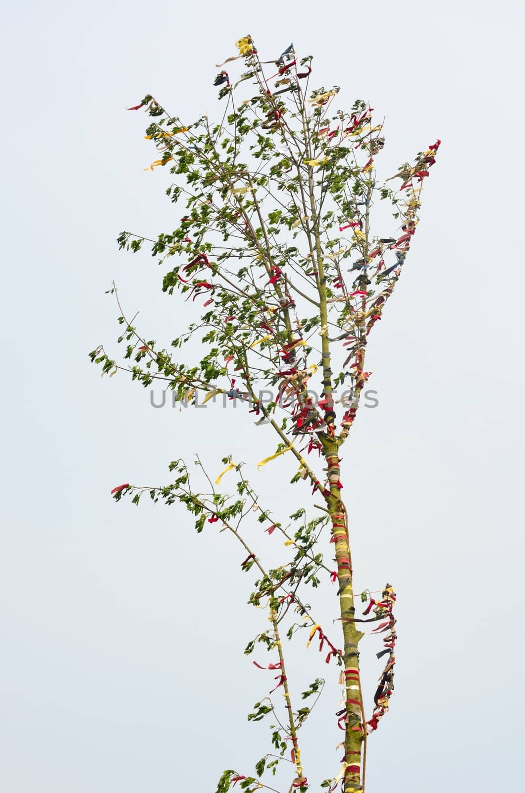Tree for maypole by pauws99