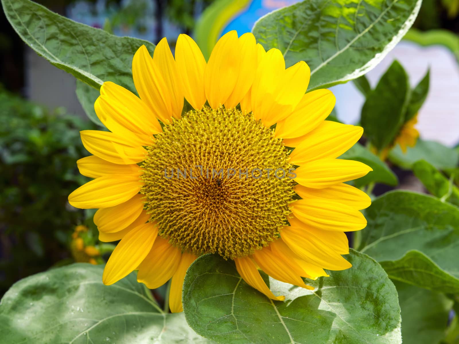 Sunflower and a Little Bee. by GNNick