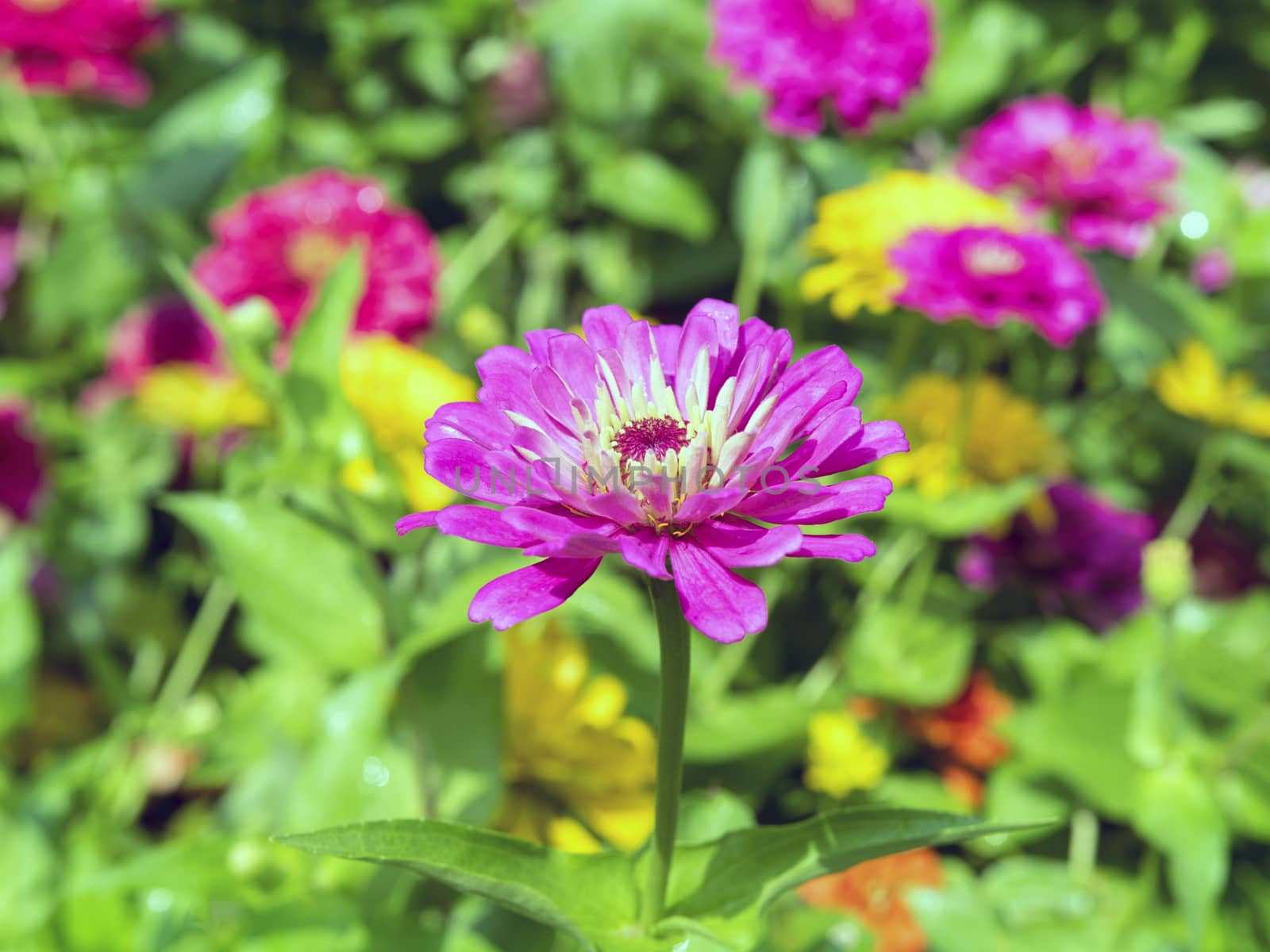 Pink Dahlia is a genus of bushy, tuberous, herbaceous perennial plants.