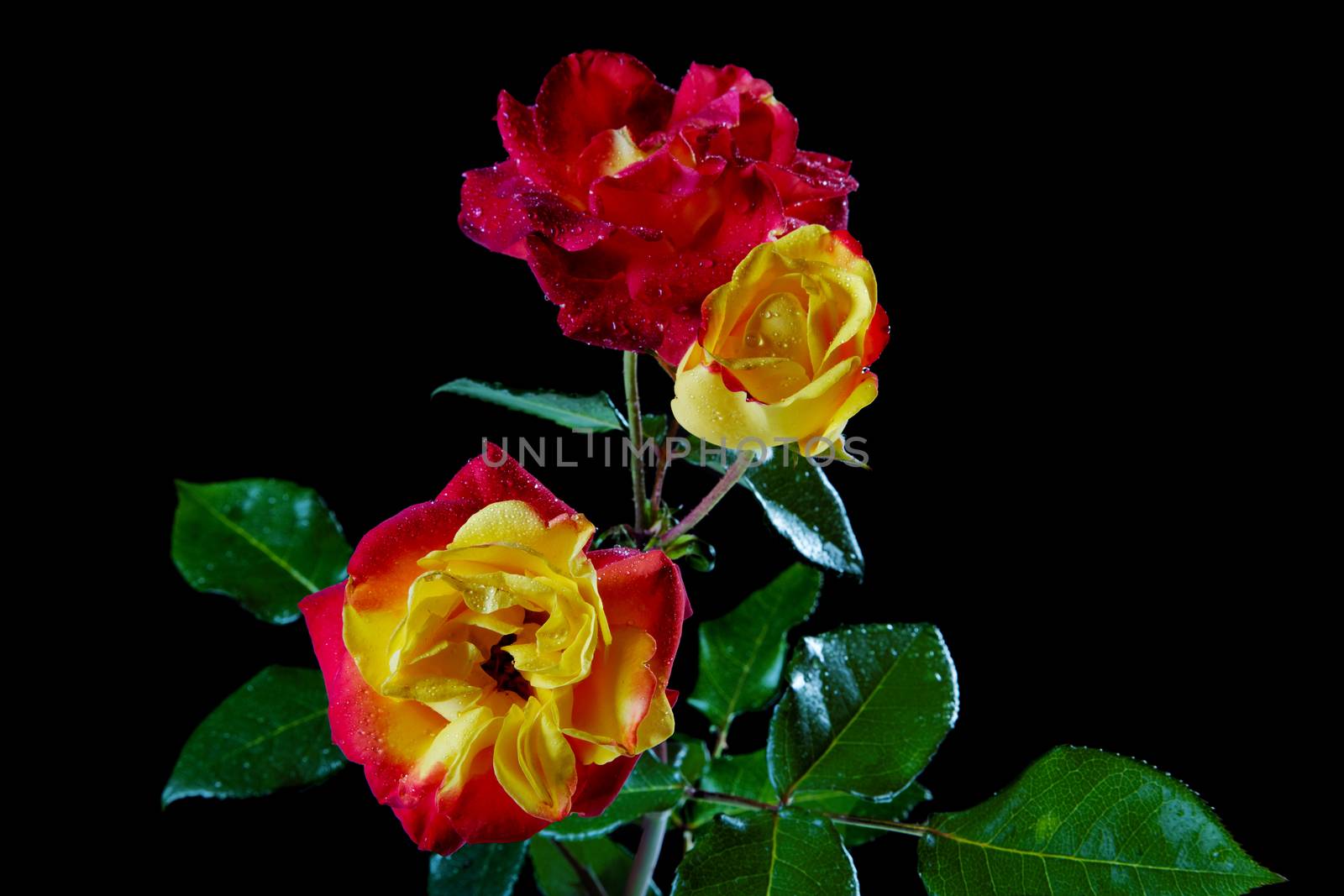 Roses with water drops on a black background