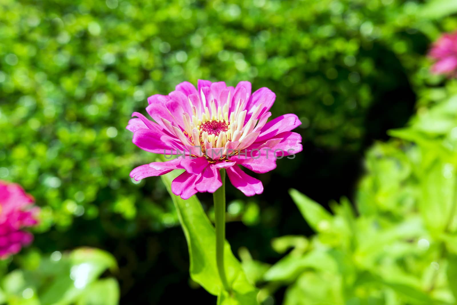 Pink Georgina is a genus of bushy, tuberous, herbaceous perennial plants.