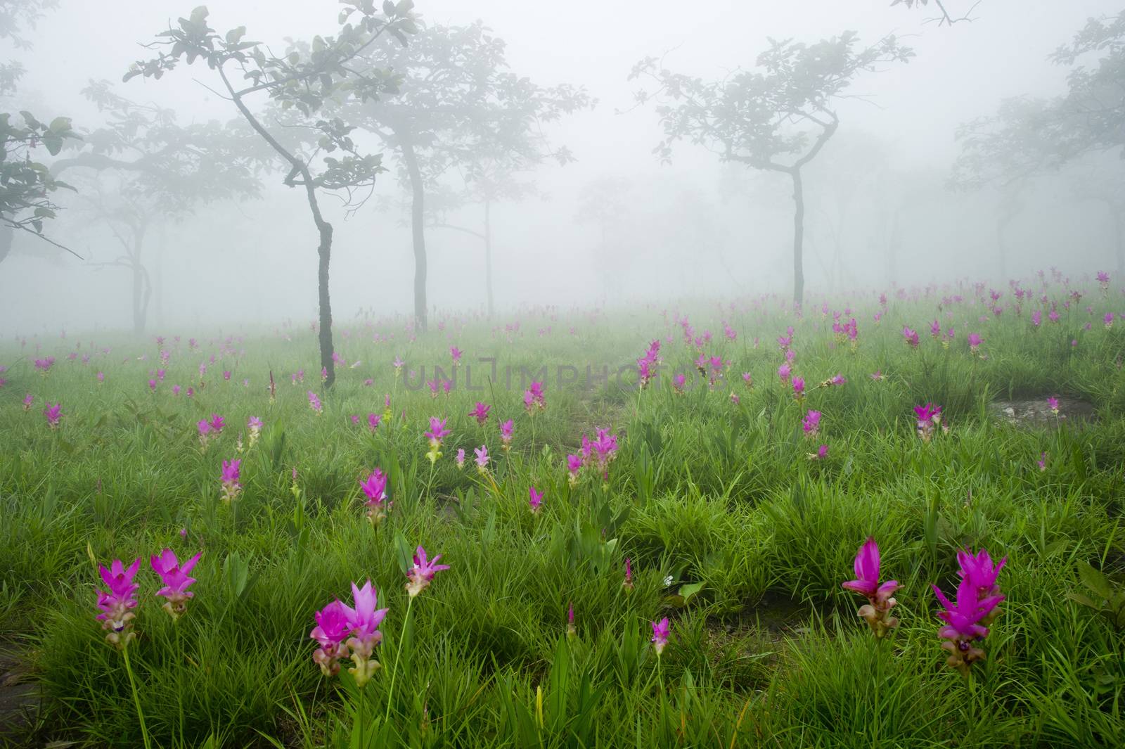 Siam Tulip Field in misty morning by think4photop