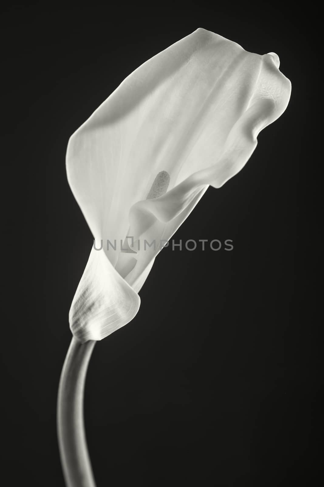 Arum Lilies