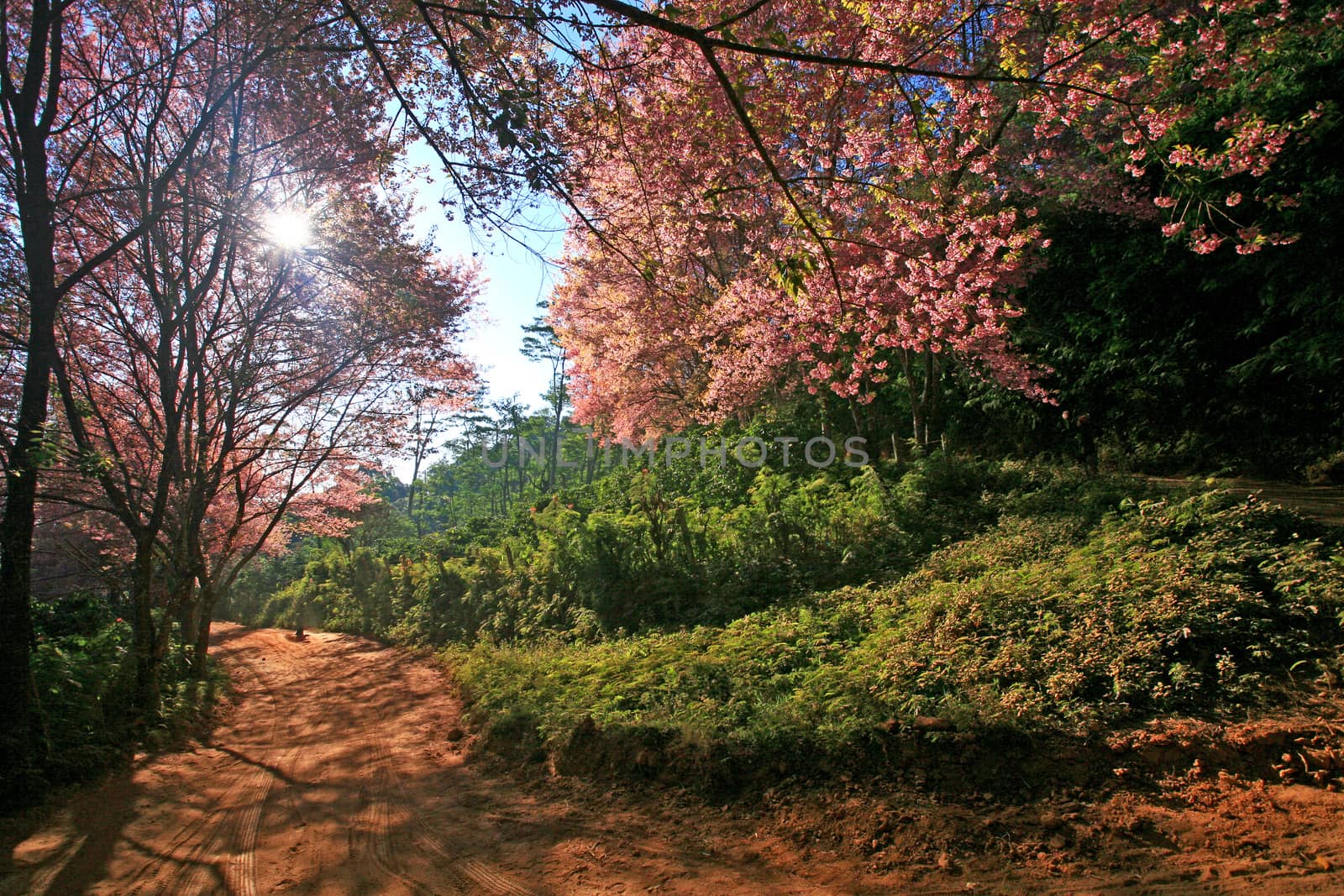 Sakura pink flower on mountain in thailand, cherry blossom by think4photop