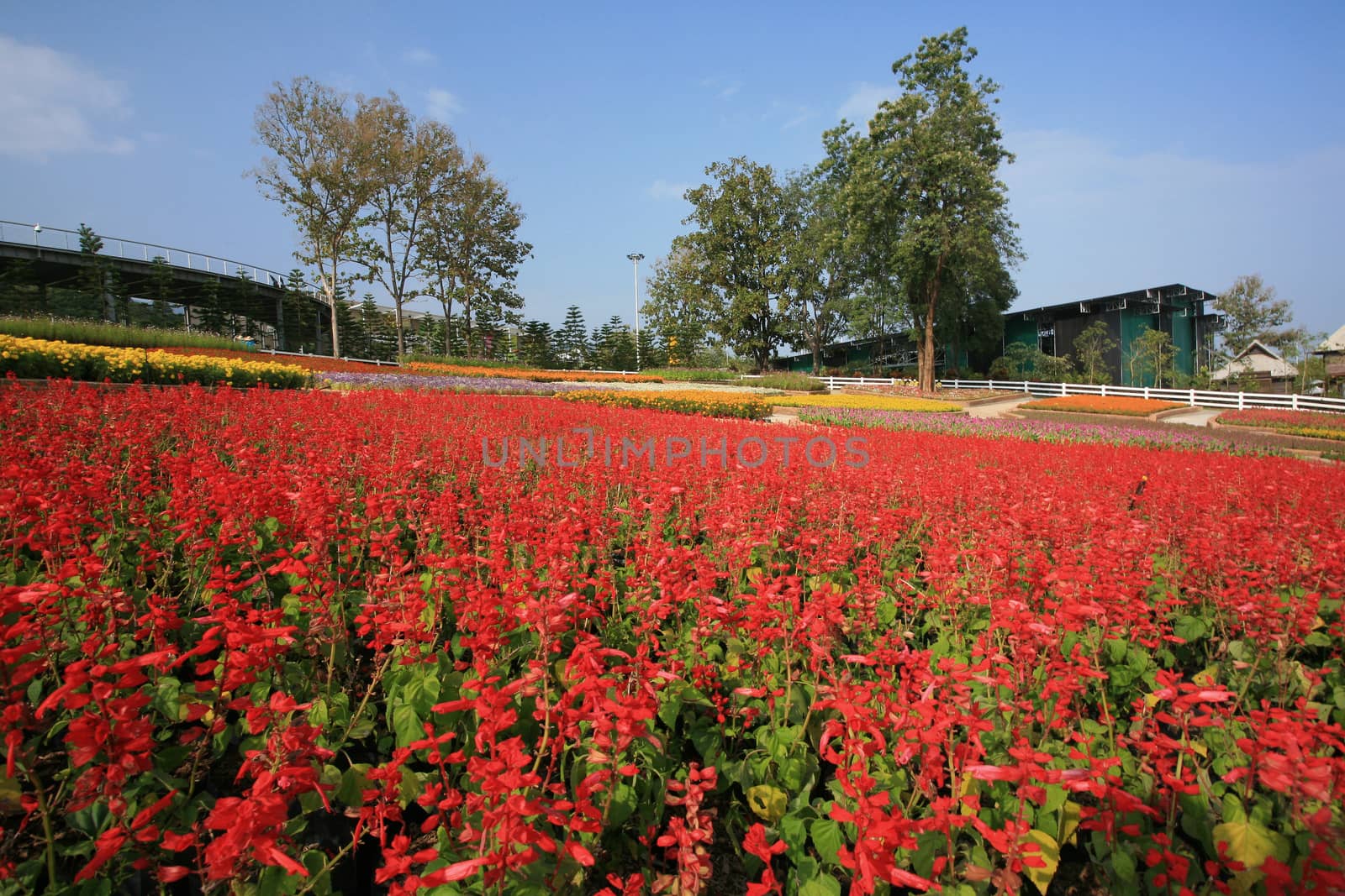 Royal Flora Expo, Chiang Mai, Thailand by think4photop