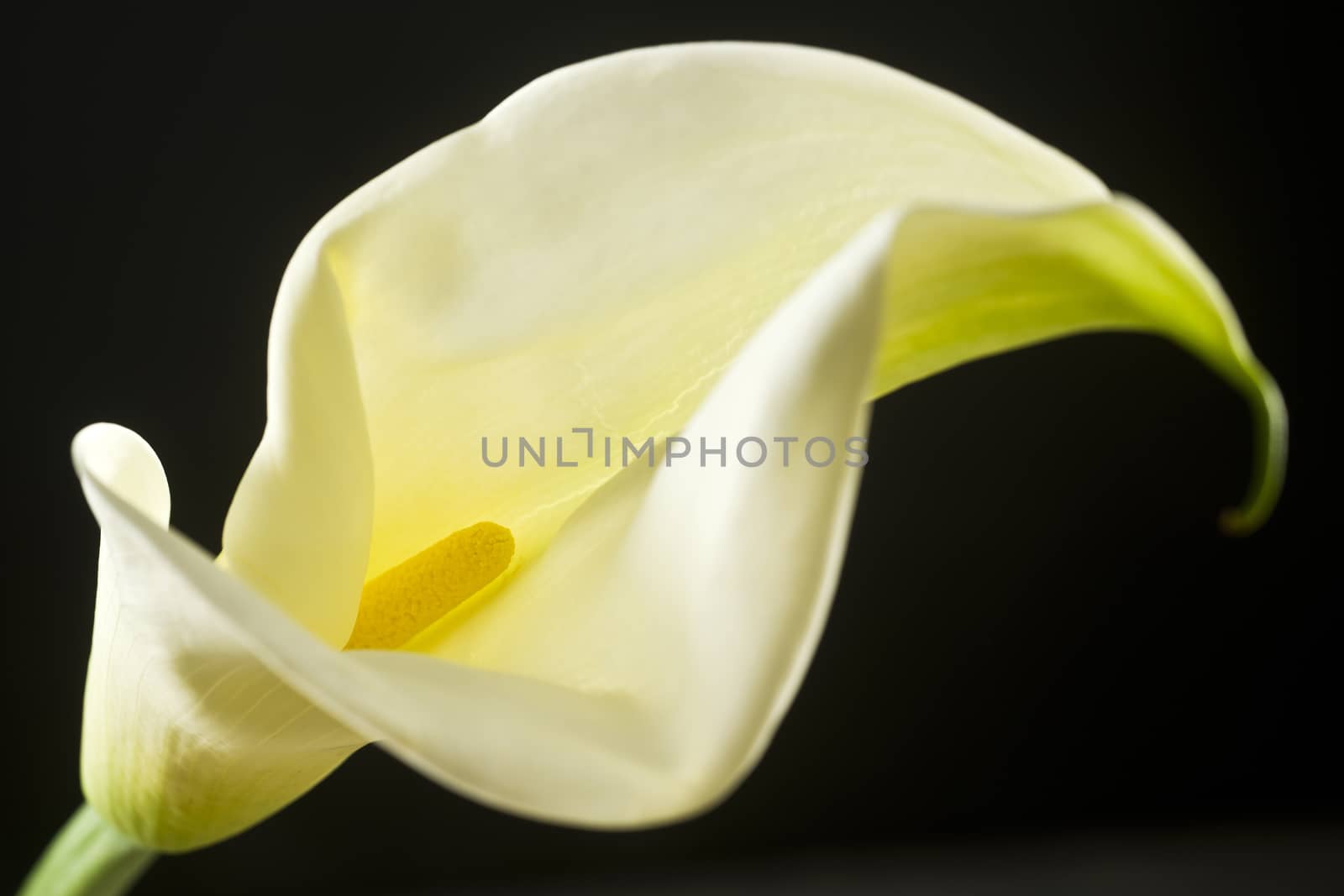 Arum Lilies by emirkoo