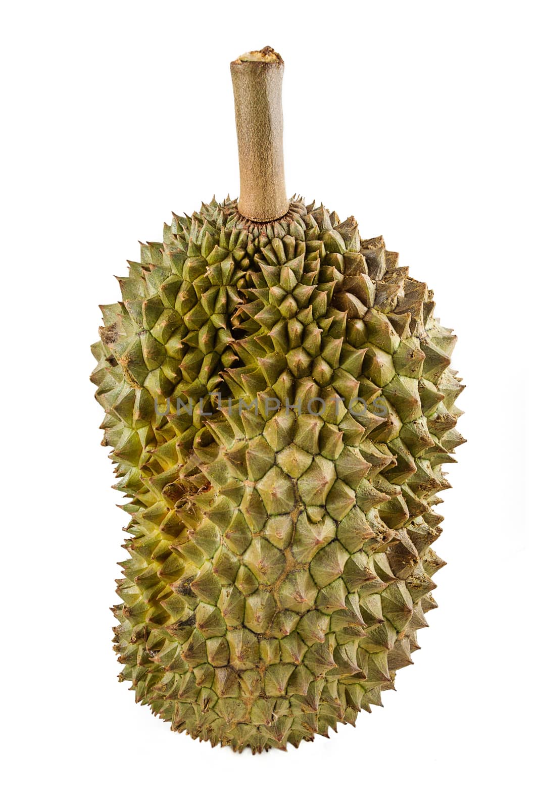 Durian, the king of fruits of South East Asia isolated on white background.