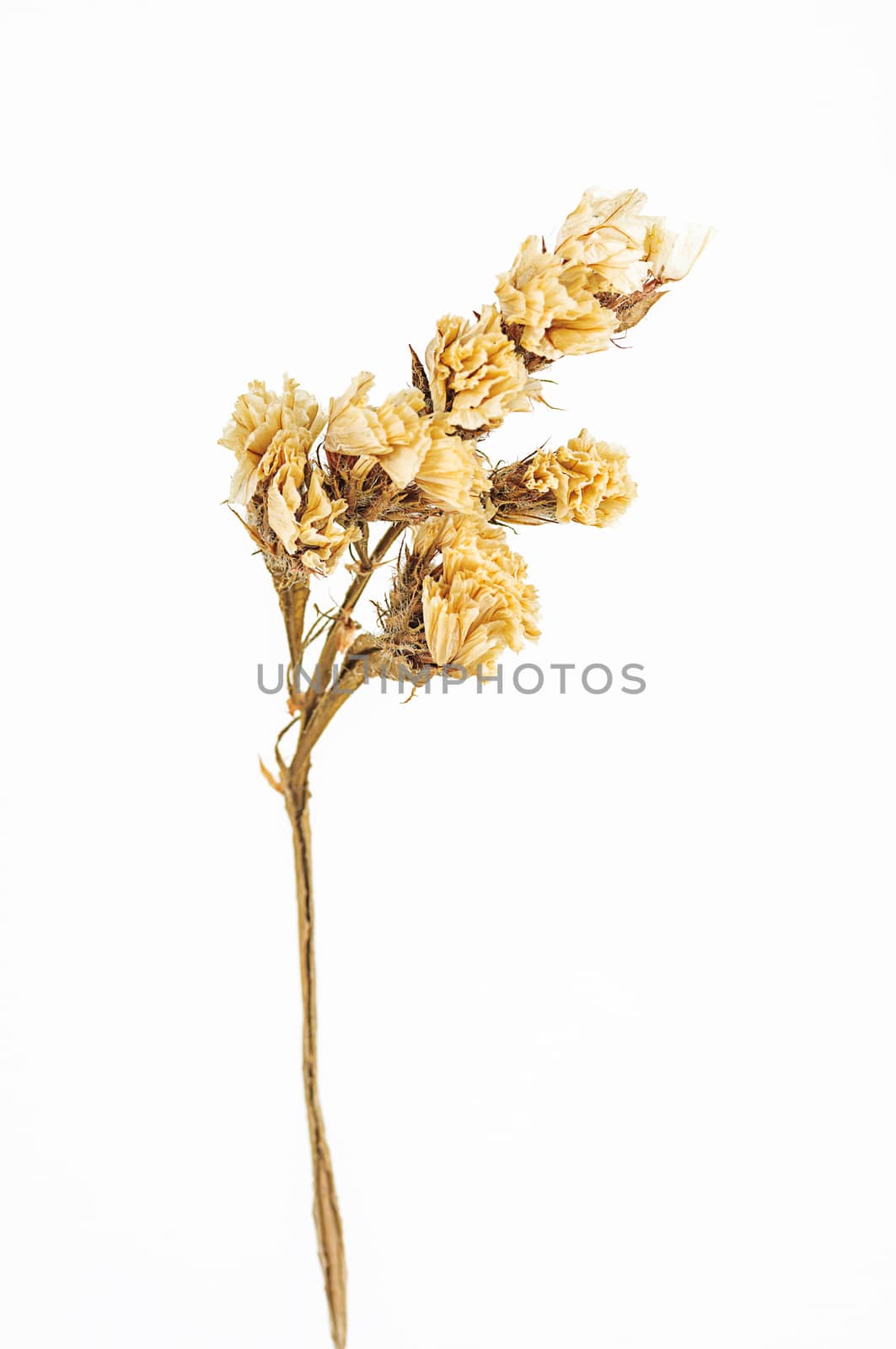 Dry flower isolated on white background