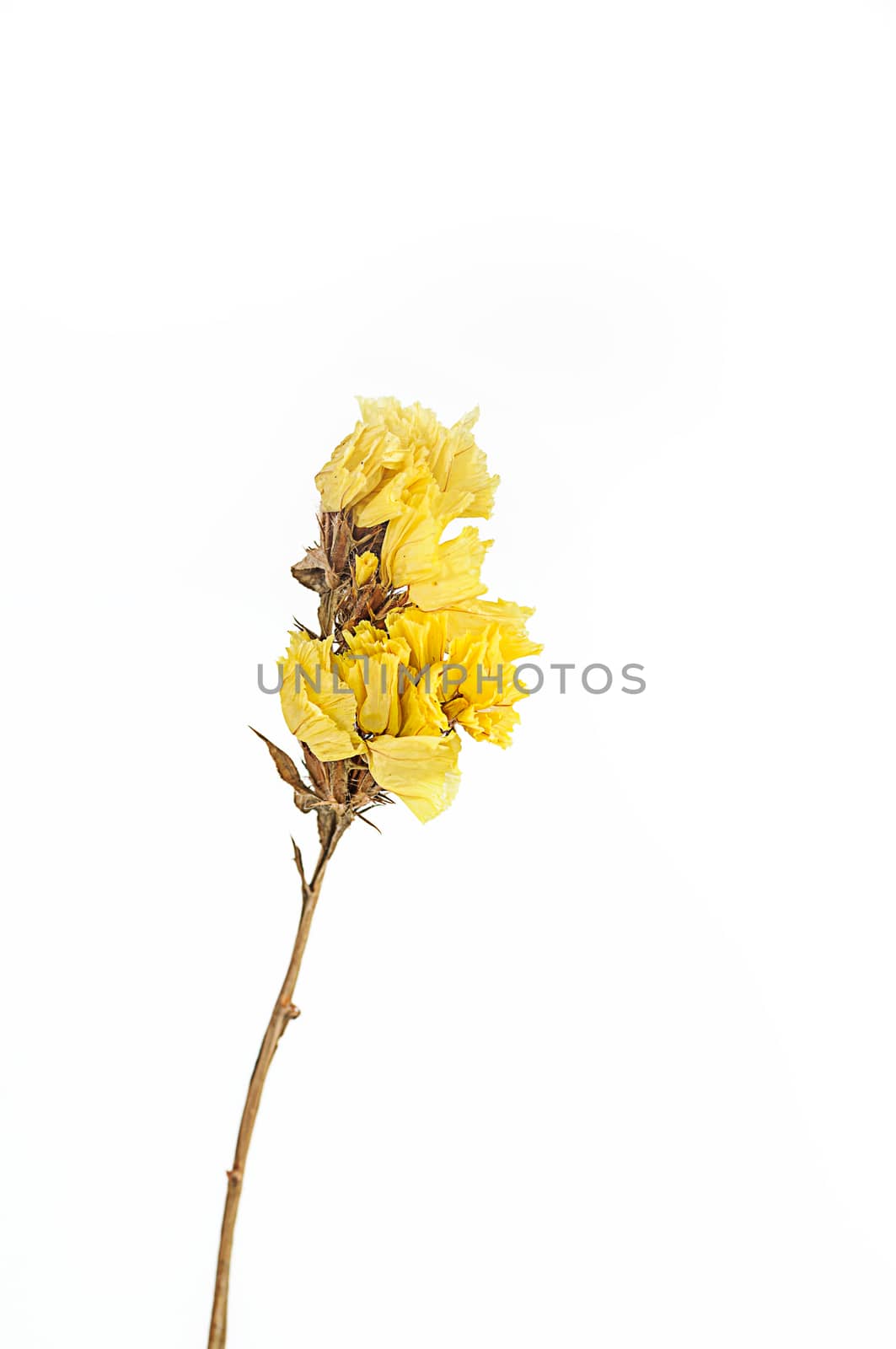 Dry flower isolated on white background