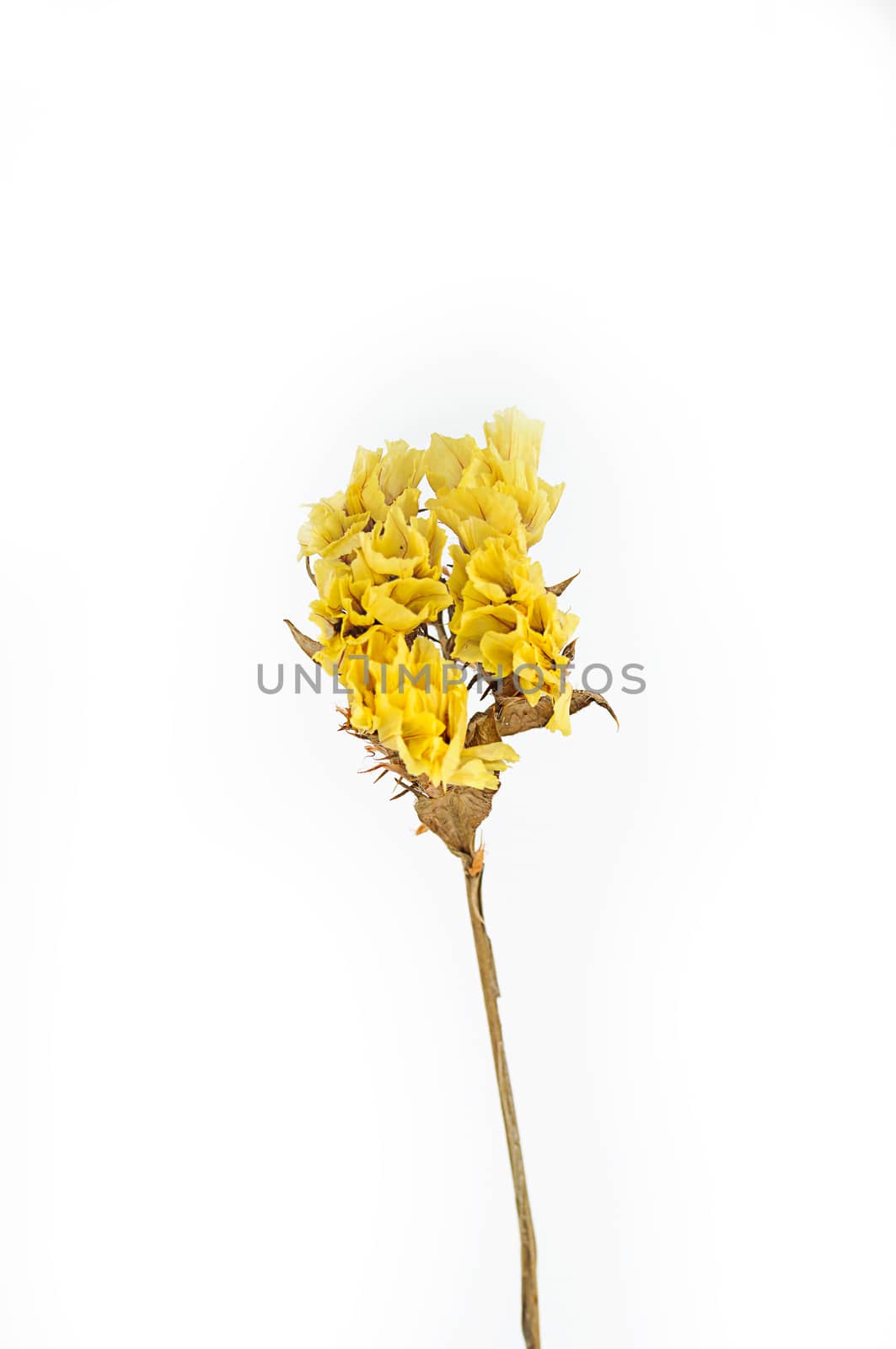 Dry flower isolated by NuwatPhoto