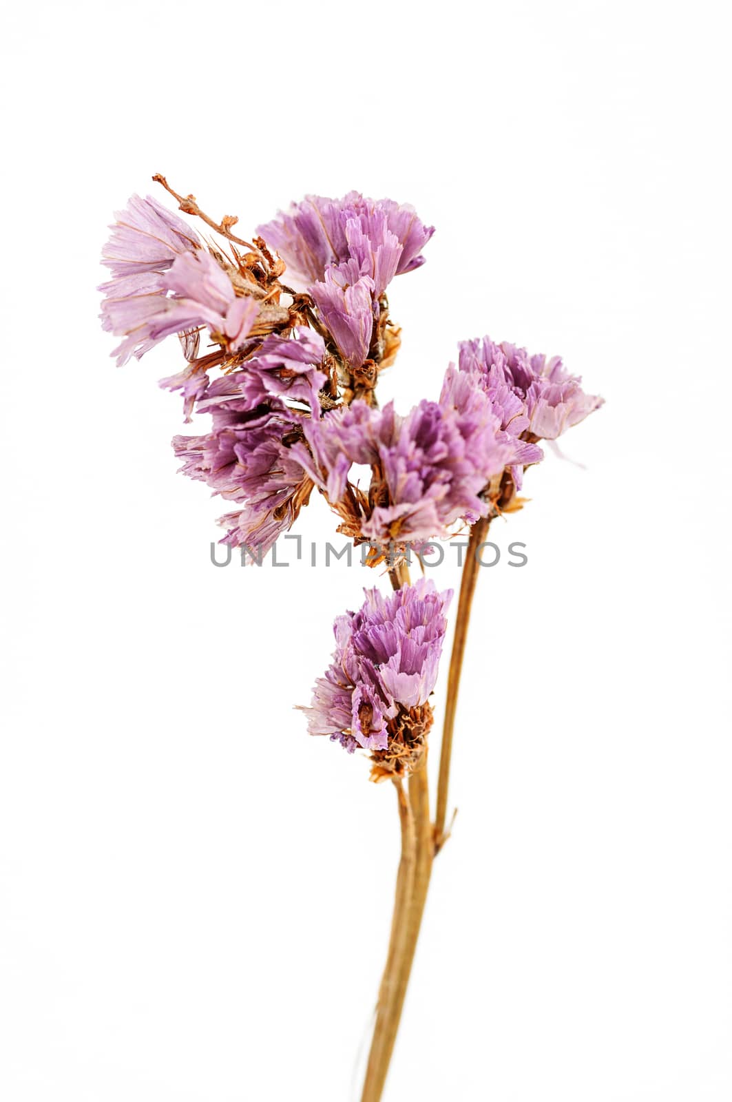 Dry flower isolated by NuwatPhoto