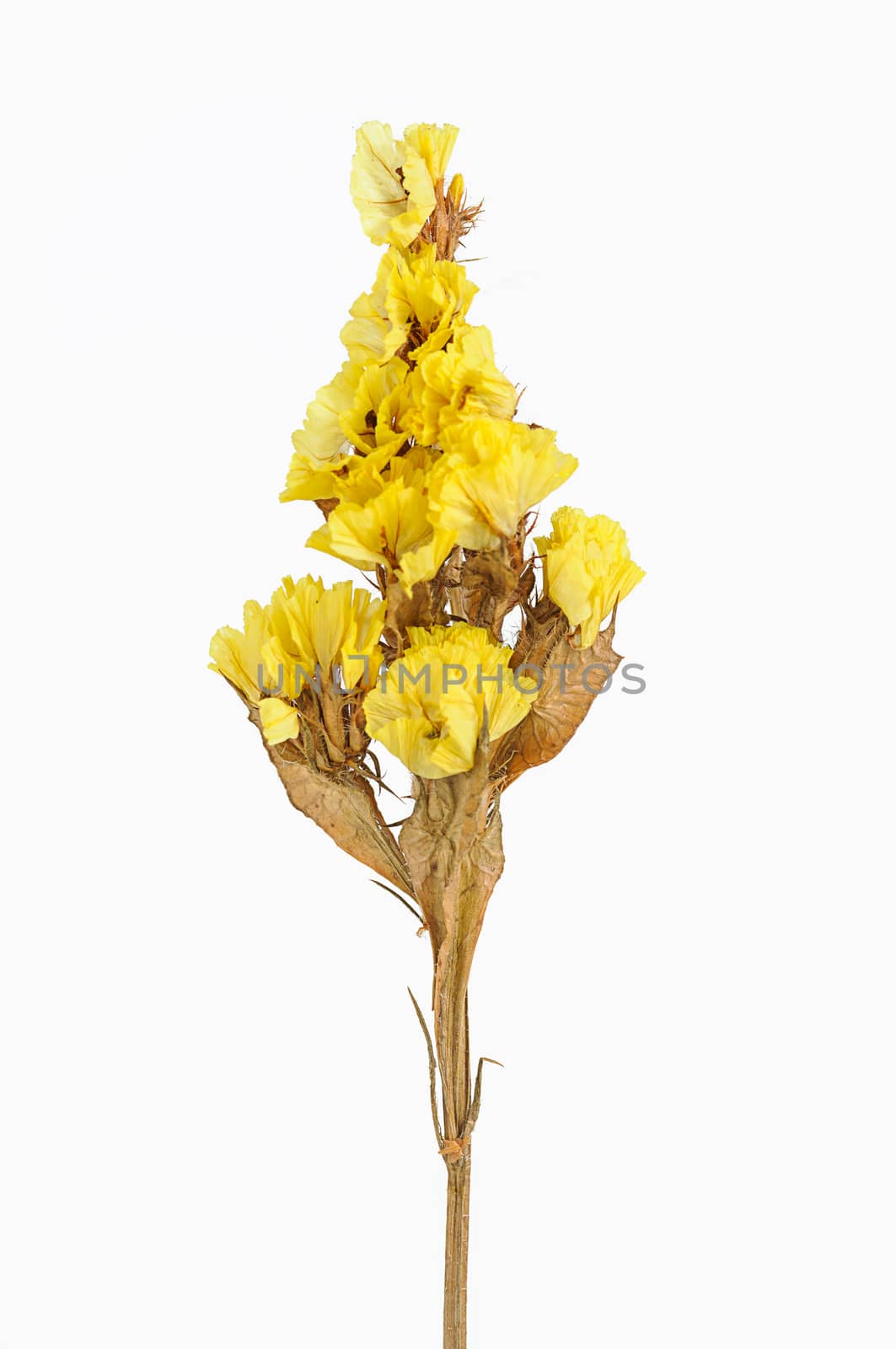 Dry flower isolated on white background