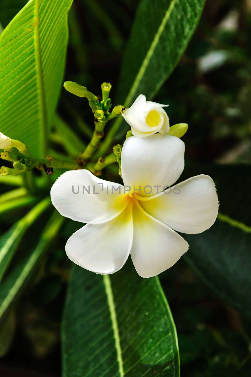 White plumeria flower with leaves in background 