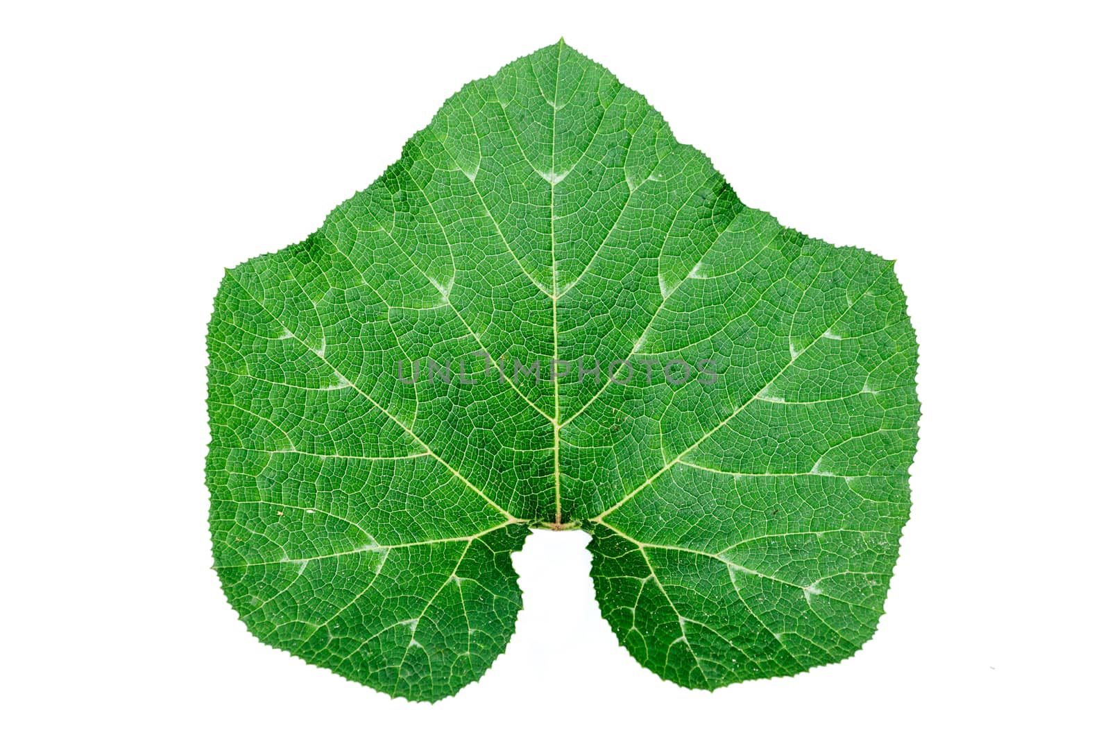 Gourd leaf isolated on white background