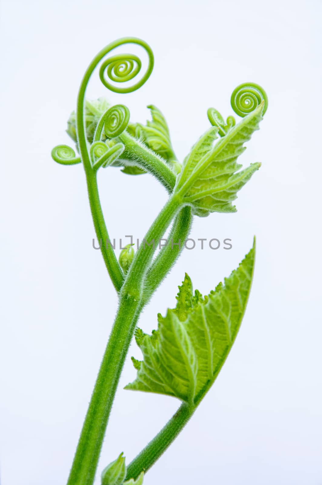 Young gourd leaf isolated on white background