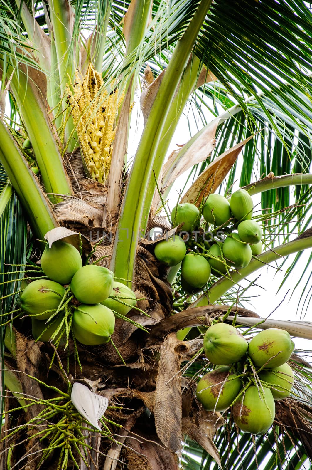 Bunch of coconuts by NuwatPhoto
